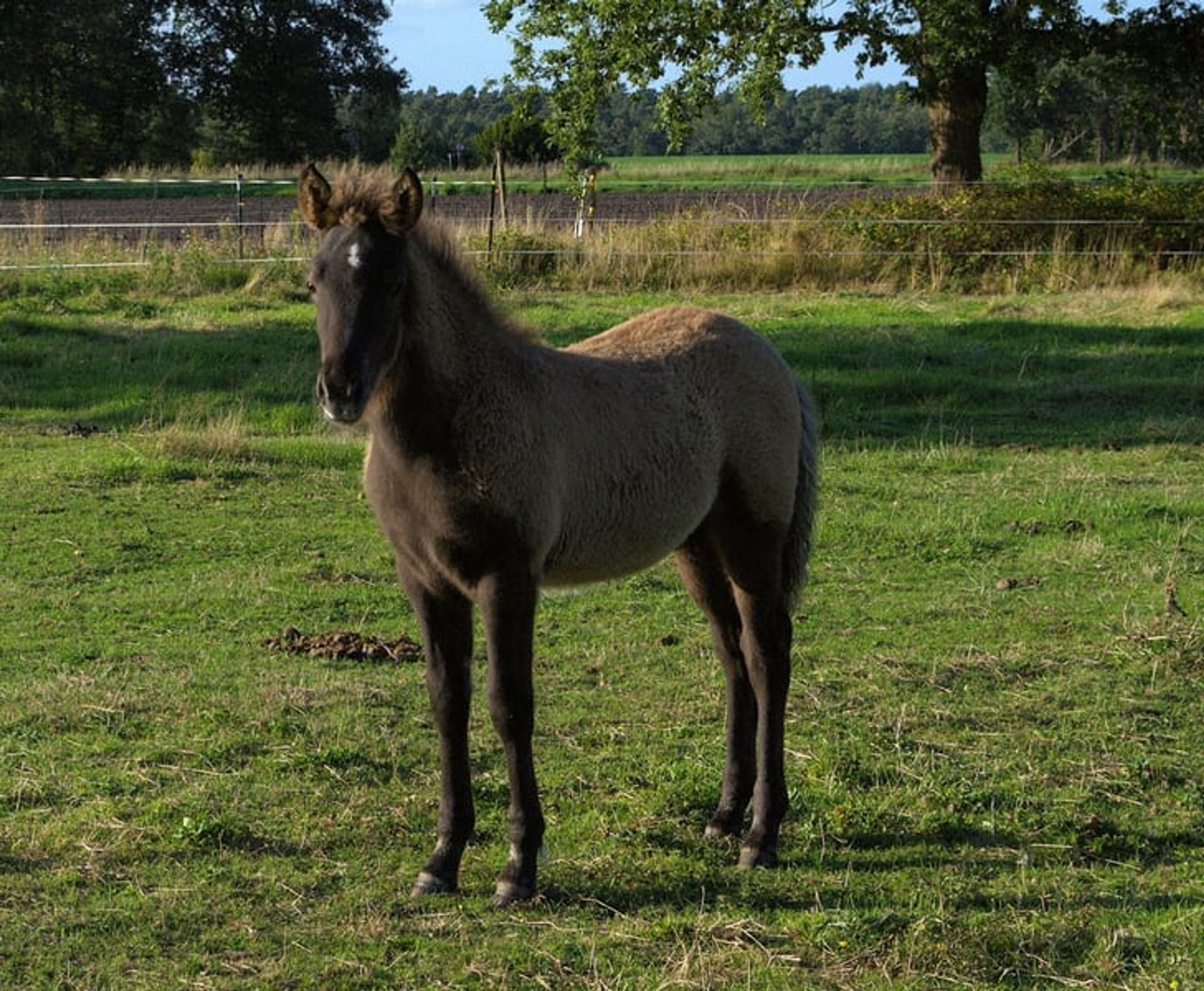 Laid-back colt with plenty of natural movement. - Image 3