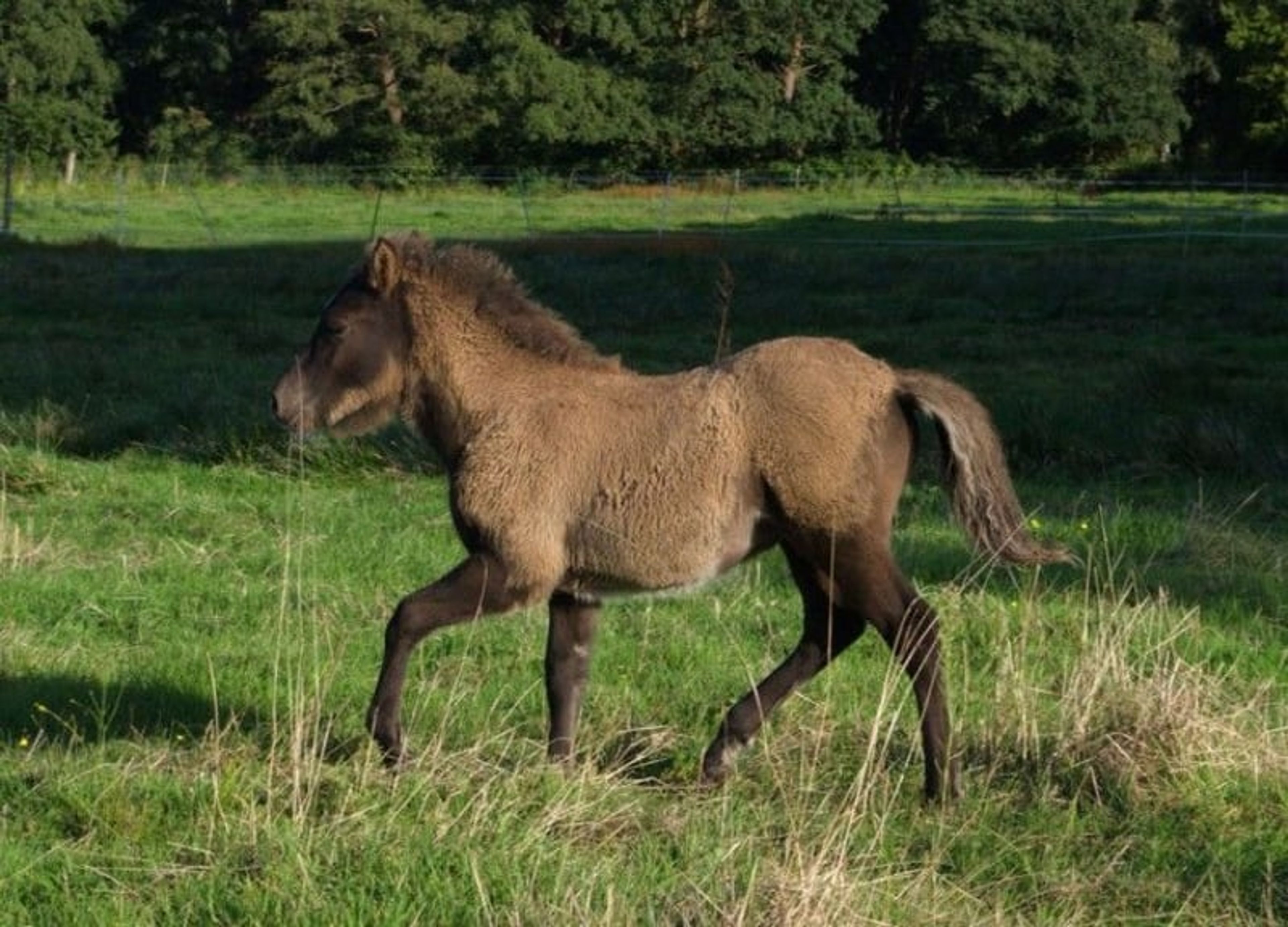Laid-back colt with plenty of natural movement. - Image 4