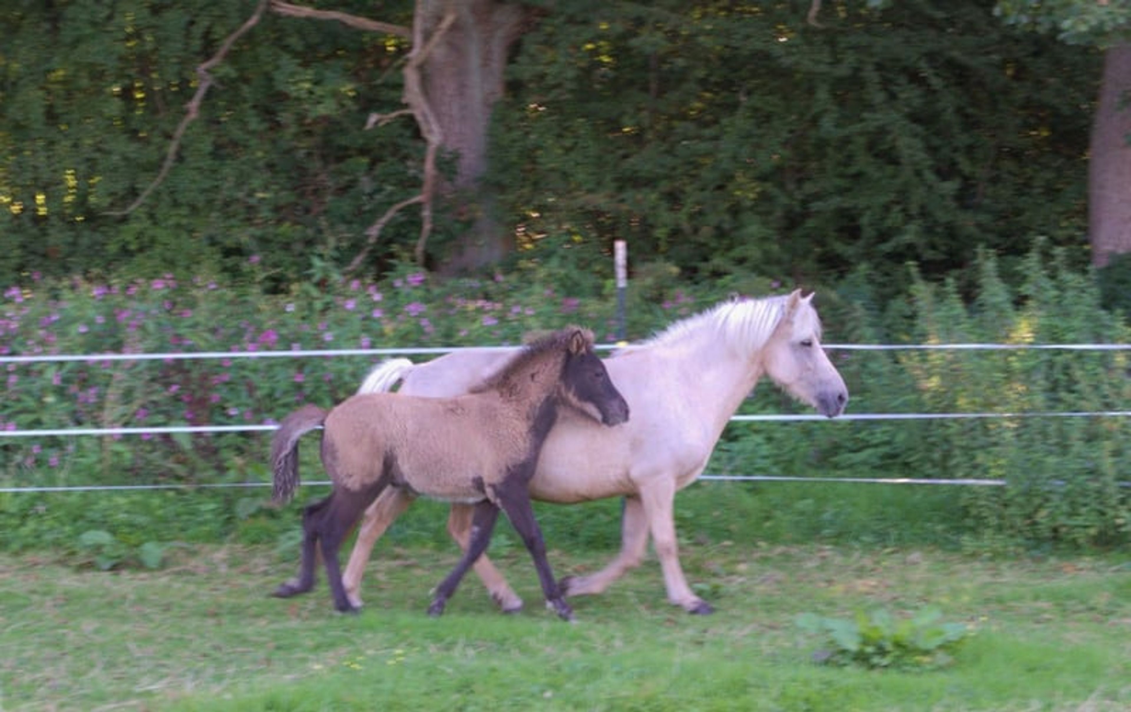 Laid-back colt with plenty of natural movement. - Image 5