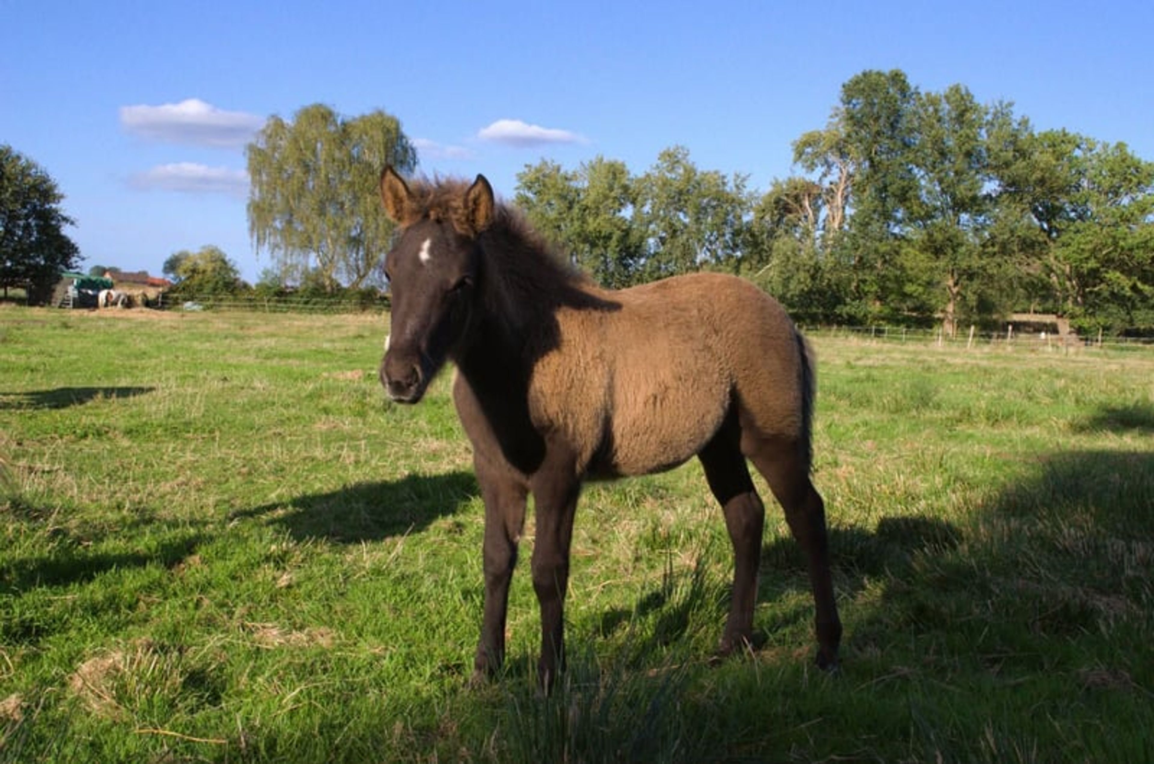 Laid-back colt with plenty of natural movement. - Image 6