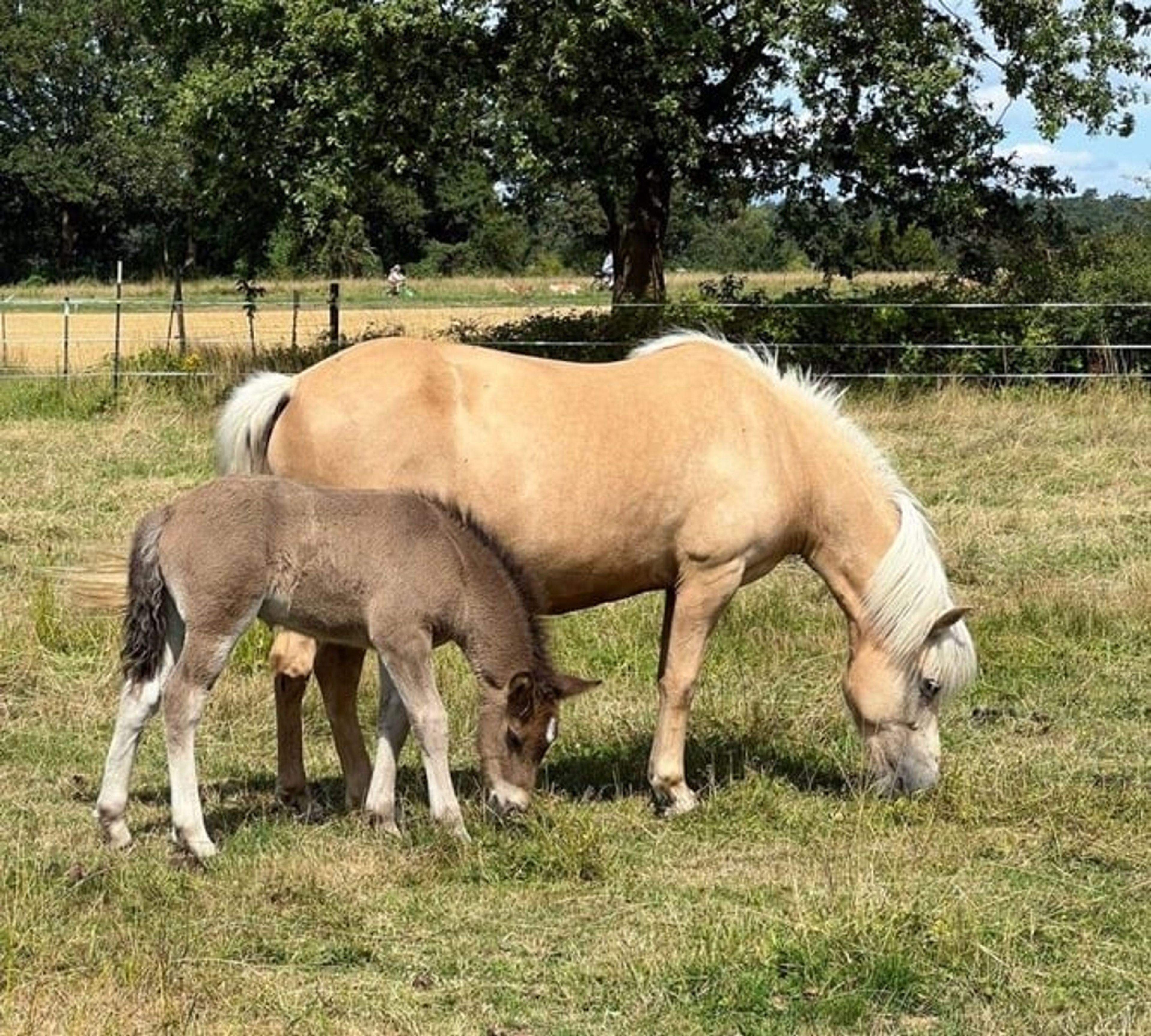 Laid-back colt with plenty of natural movement. - Image 7