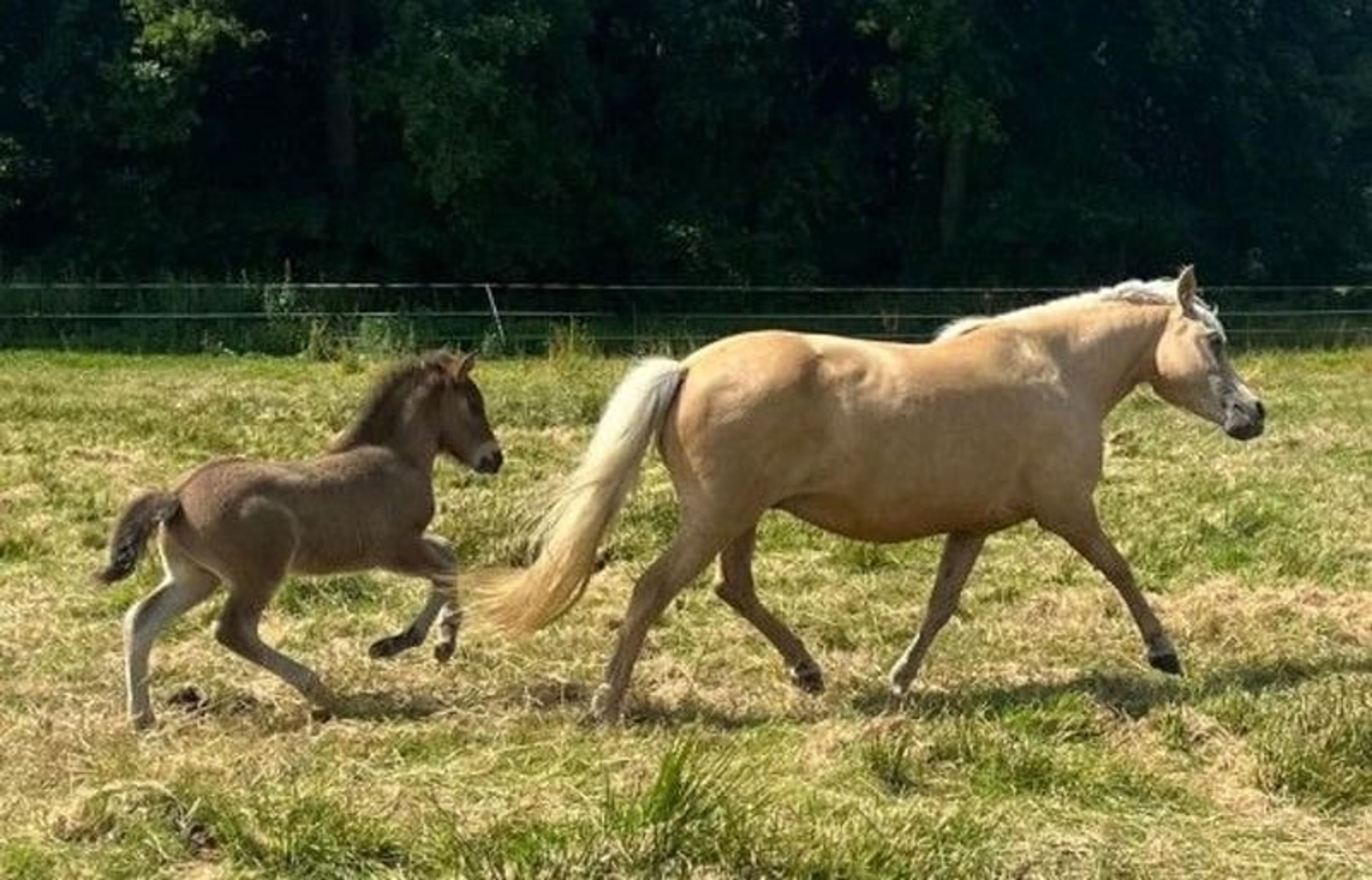 Laid-back colt with plenty of natural movement. - Image 8