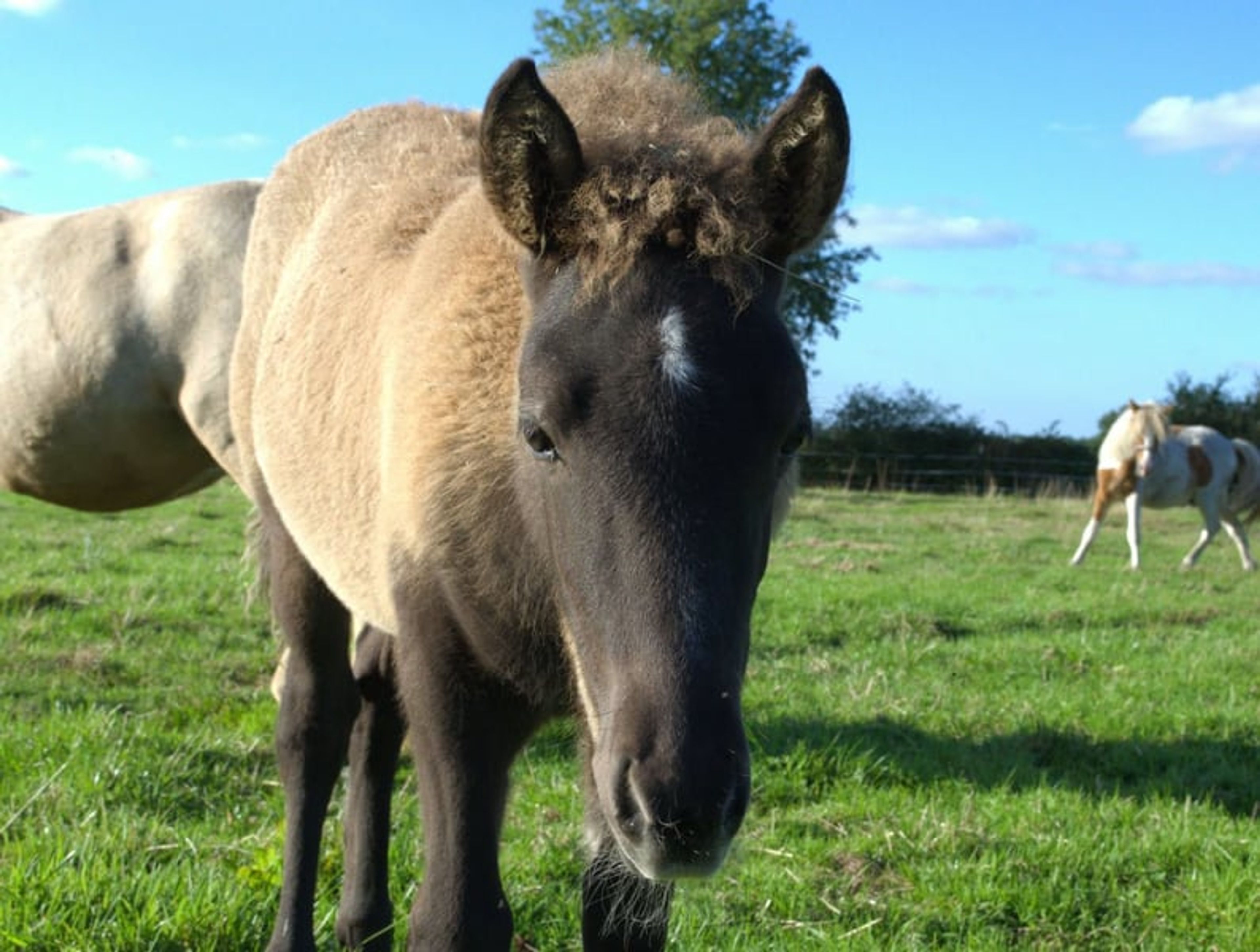 Laid-back colt with plenty of natural movement. - Image 9