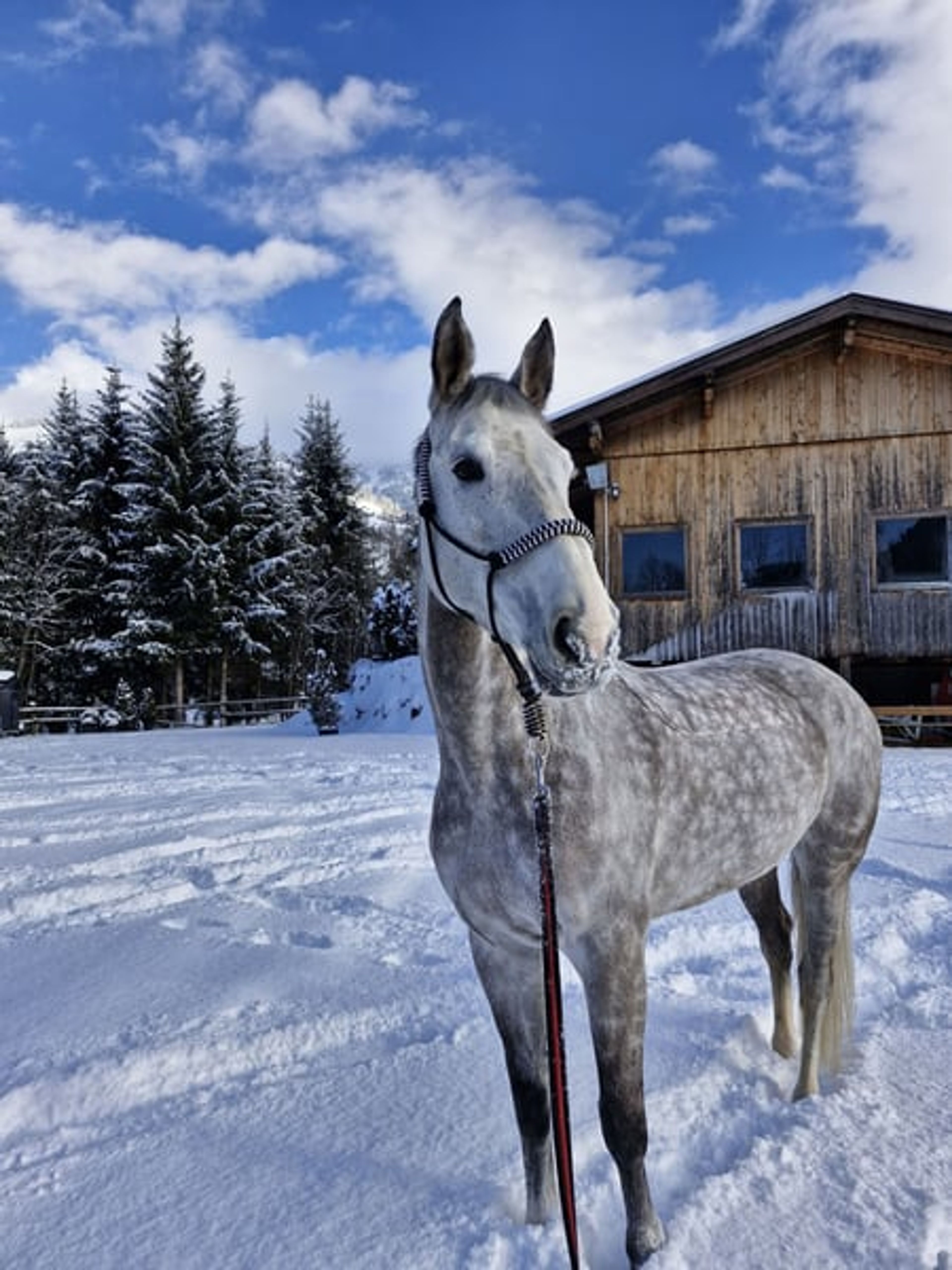 Energetic jumping mare
