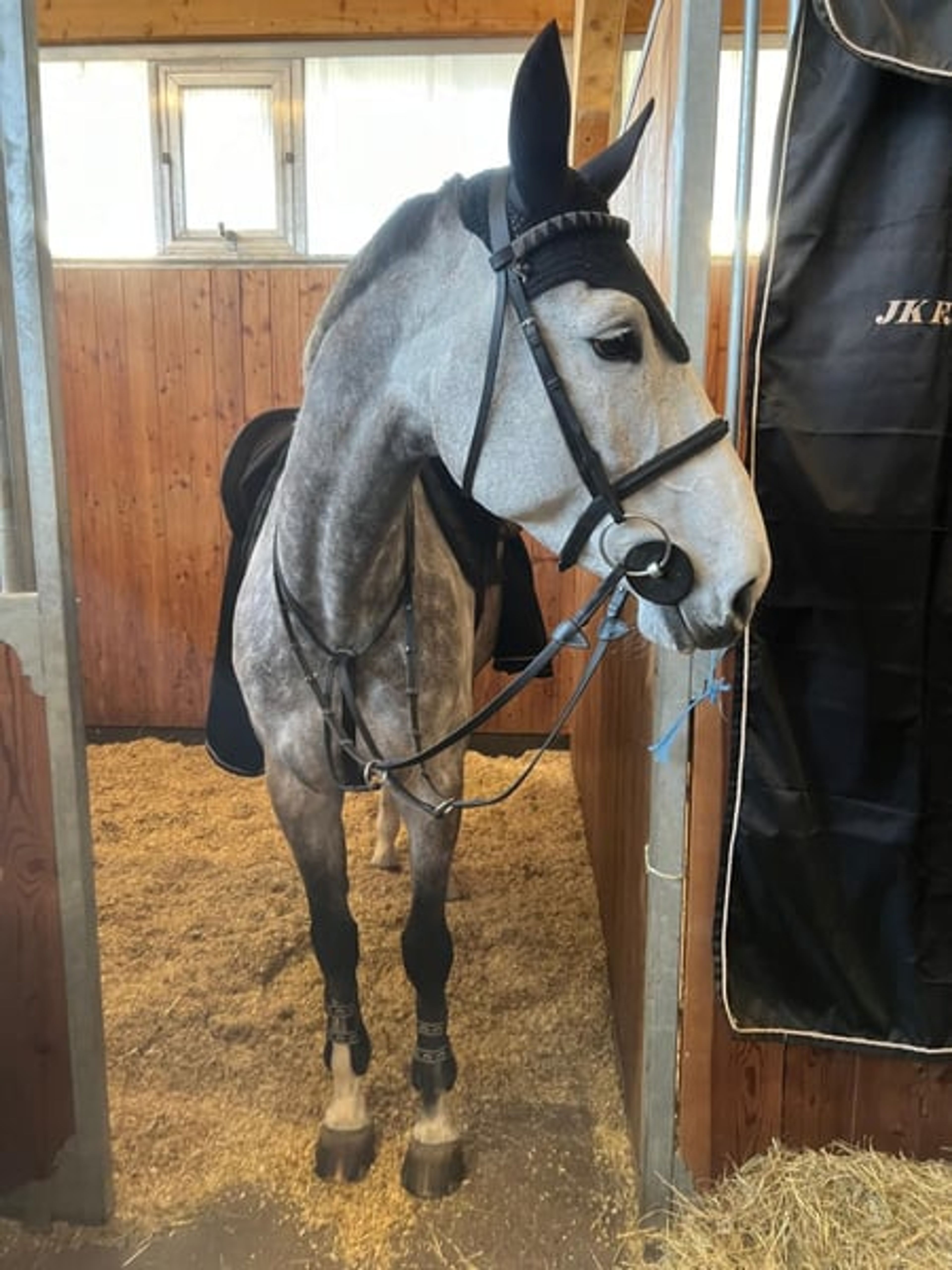 Energetic jumping mare - Image 3