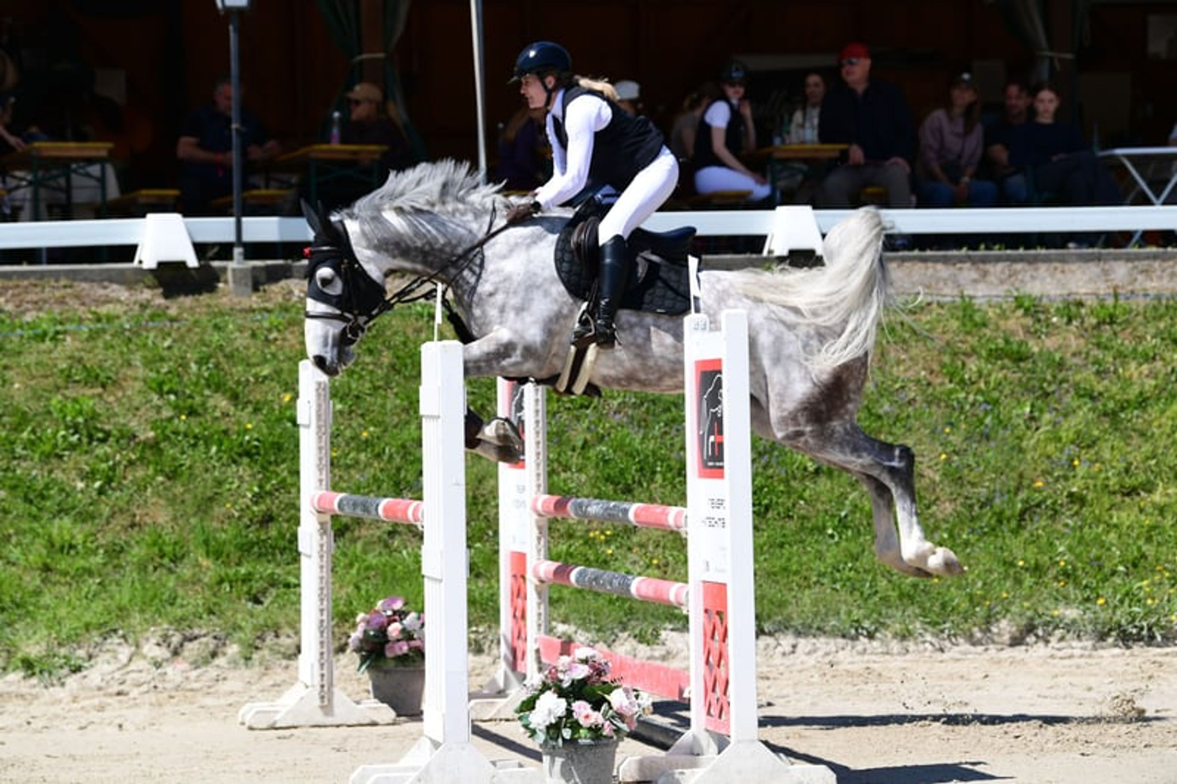 Energetic jumping mare - Image 4