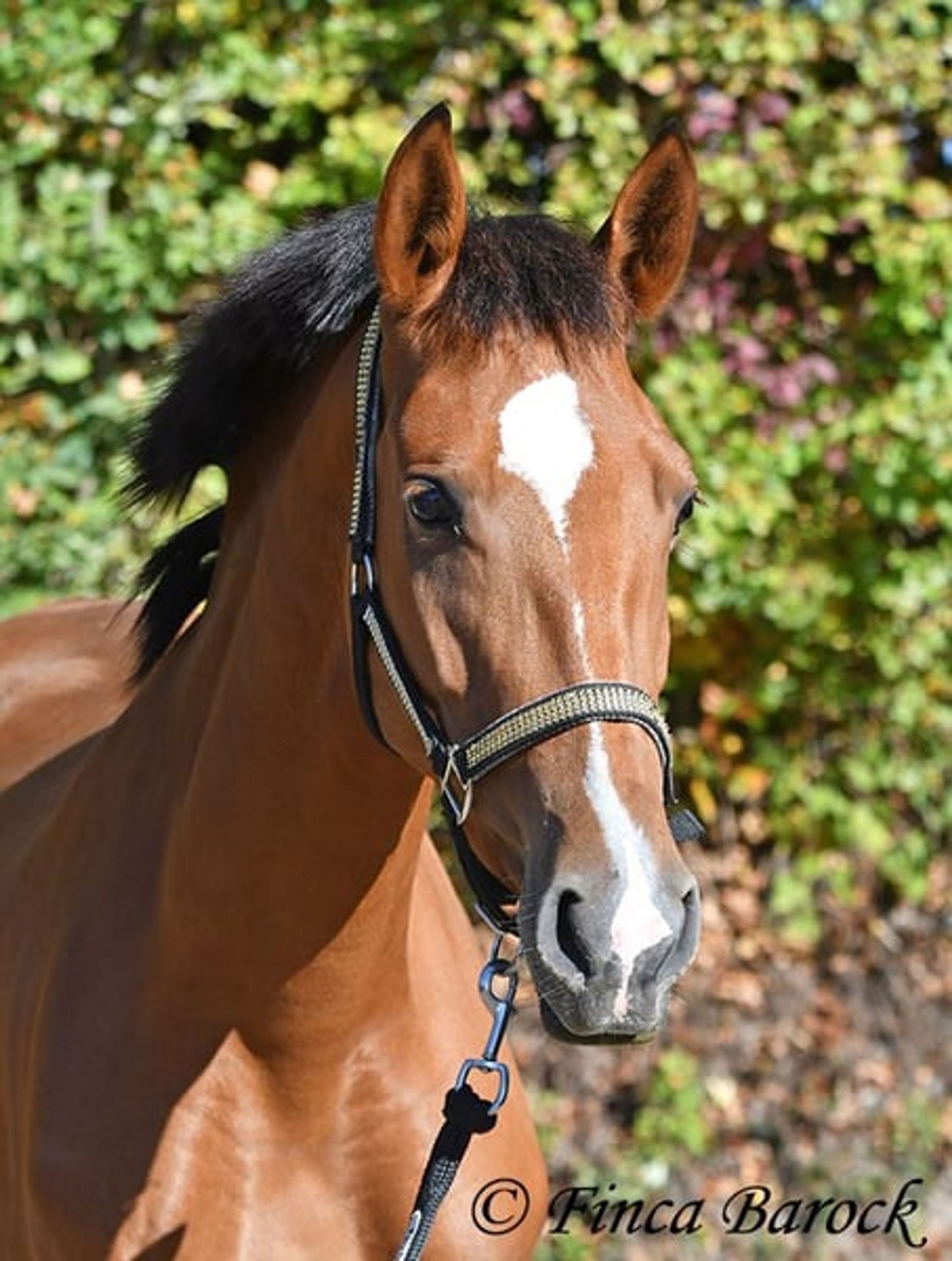 Beautiful PRE mare with a friendly nature