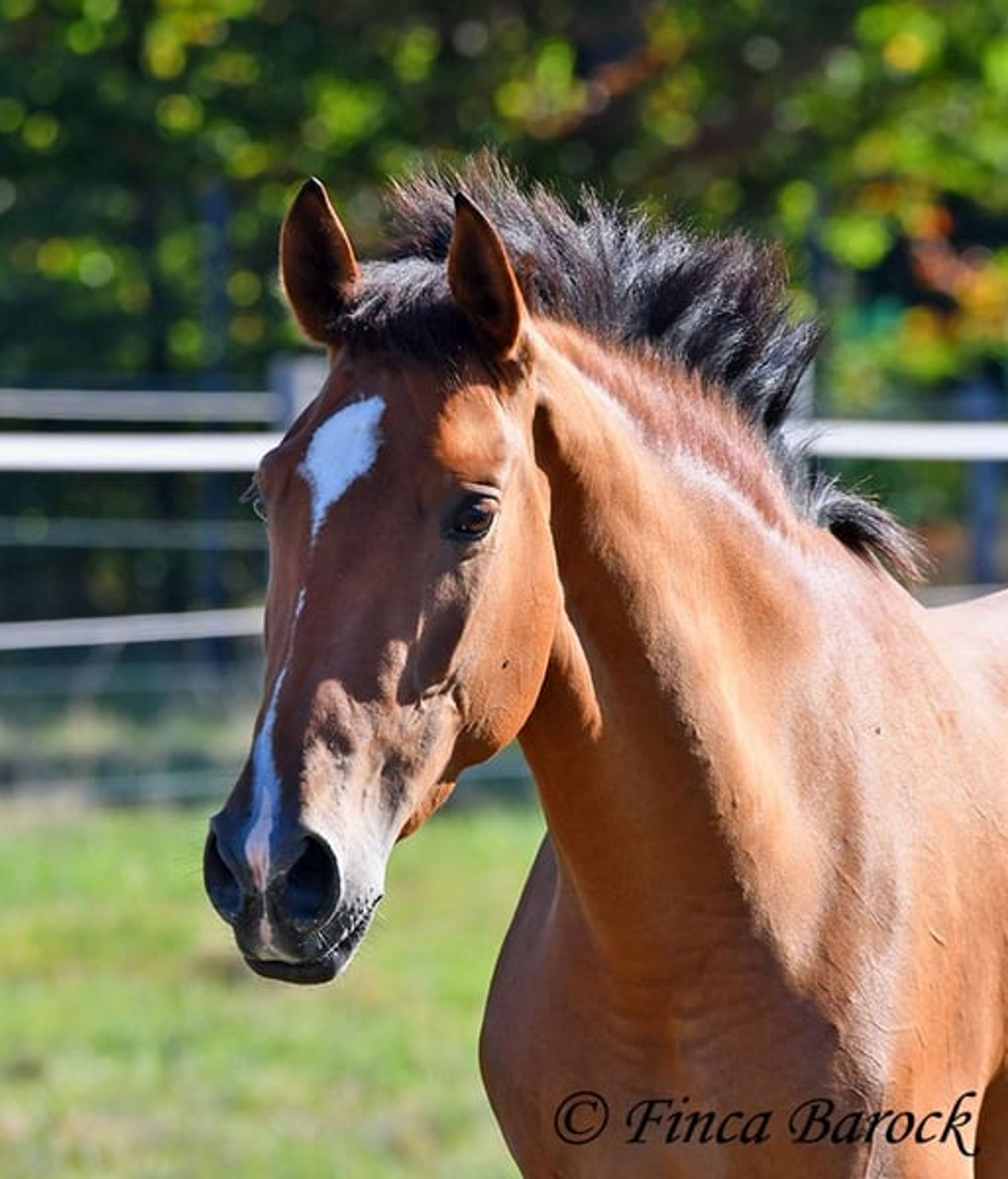 Beautiful PRE mare with a friendly nature - Image 2