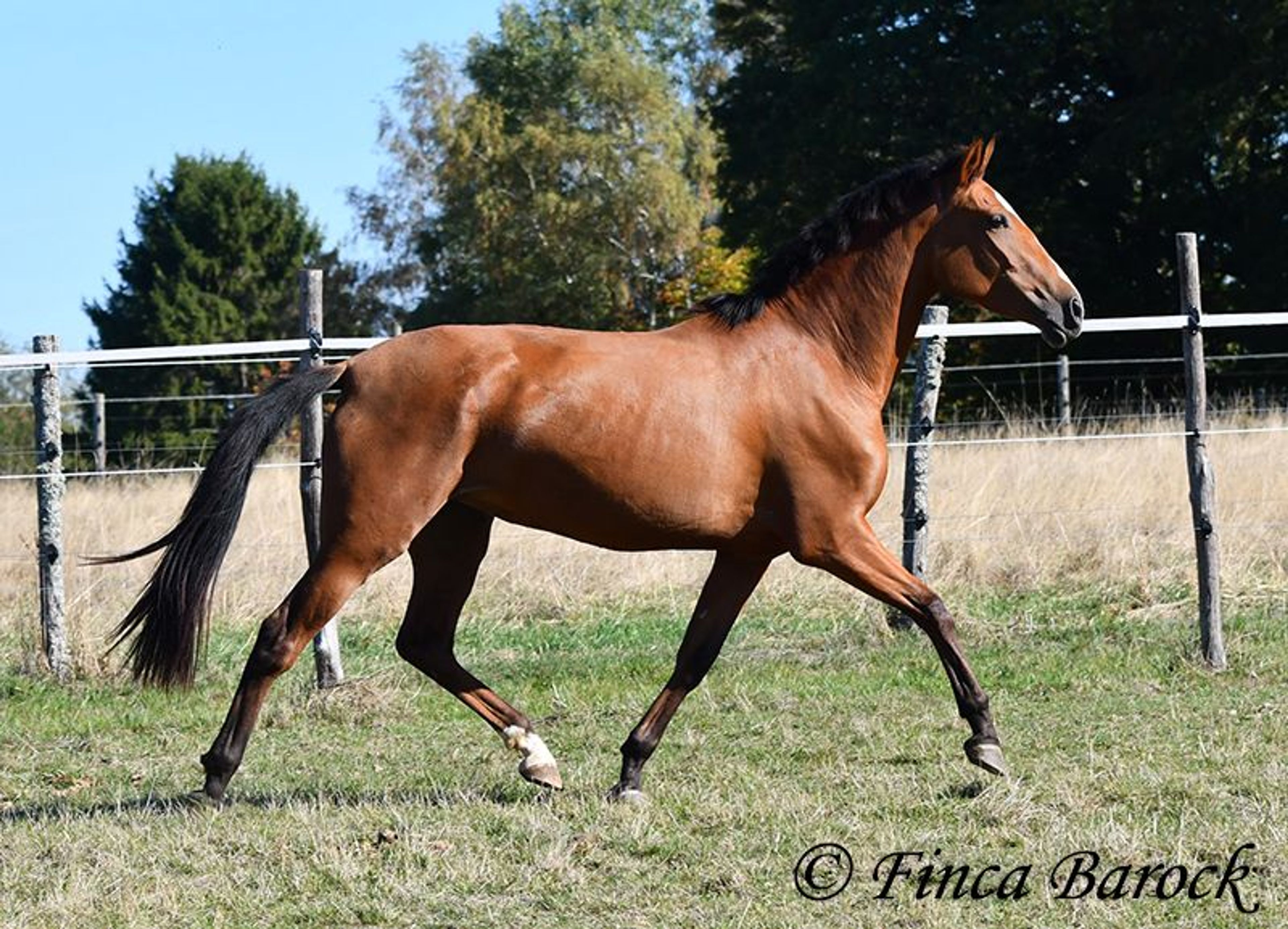 Beautiful PRE mare with a friendly nature - Image 3