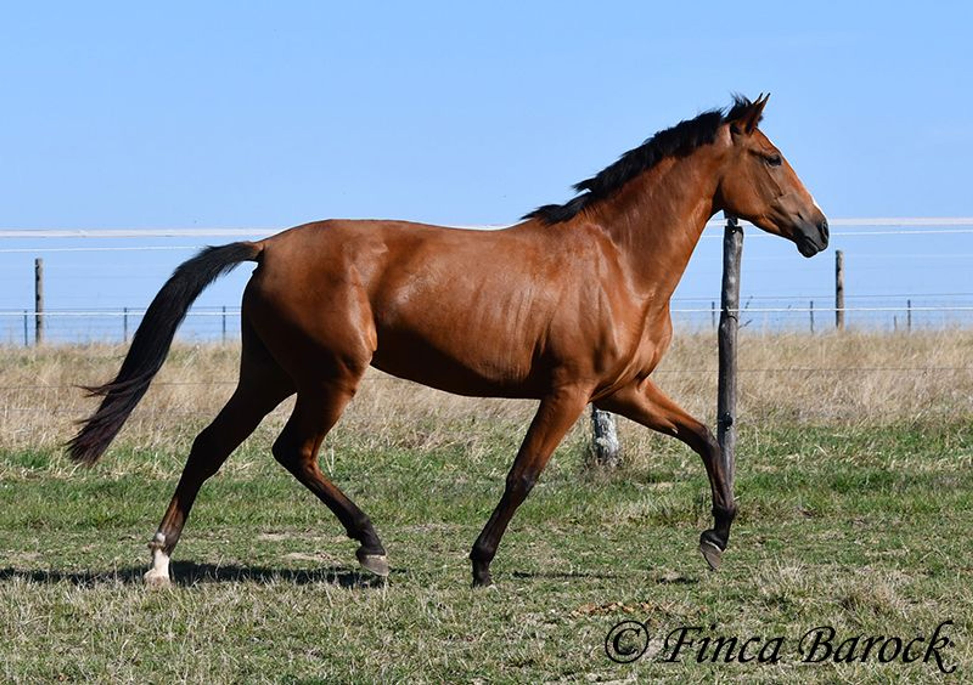 Beautiful PRE mare with a friendly nature - Image 4