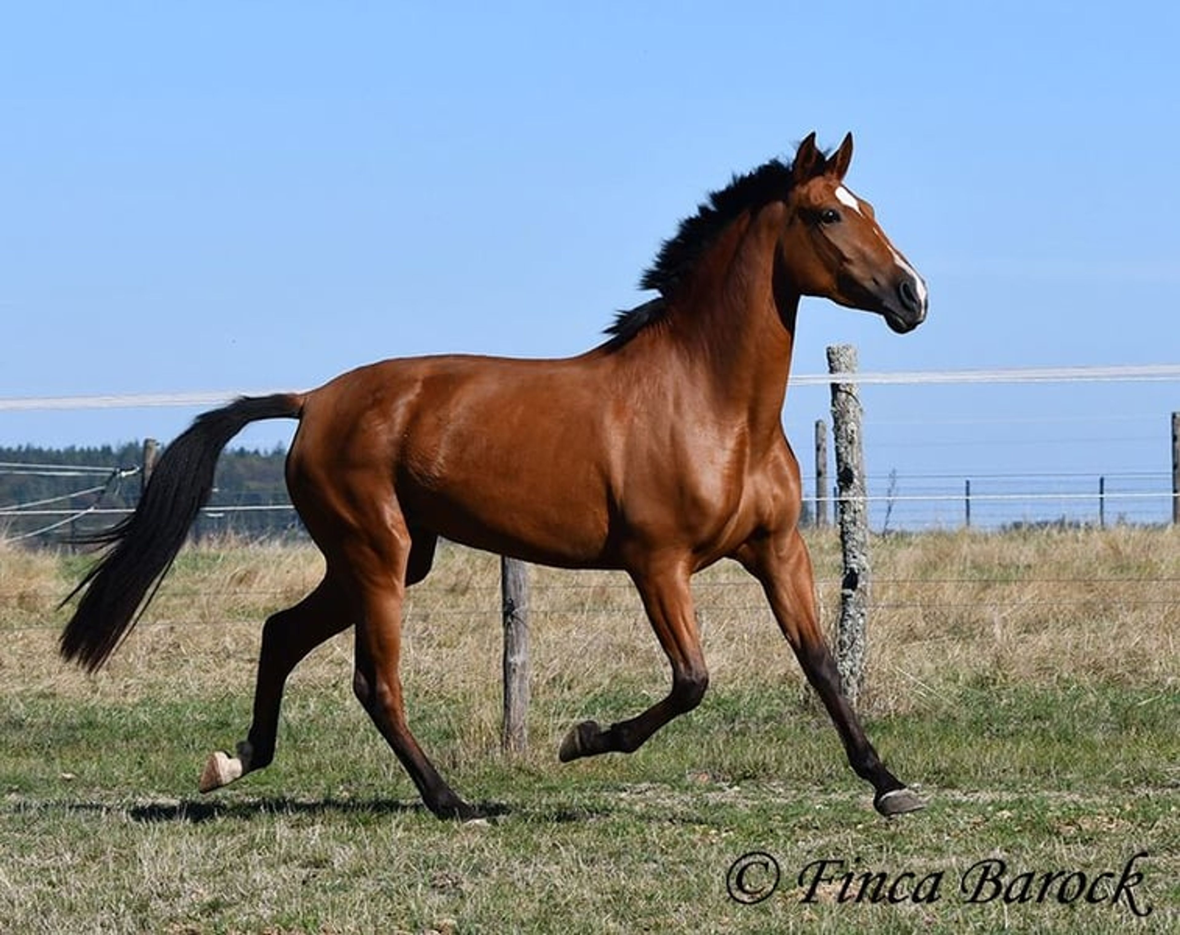 Beautiful PRE mare with a friendly nature - Image 5
