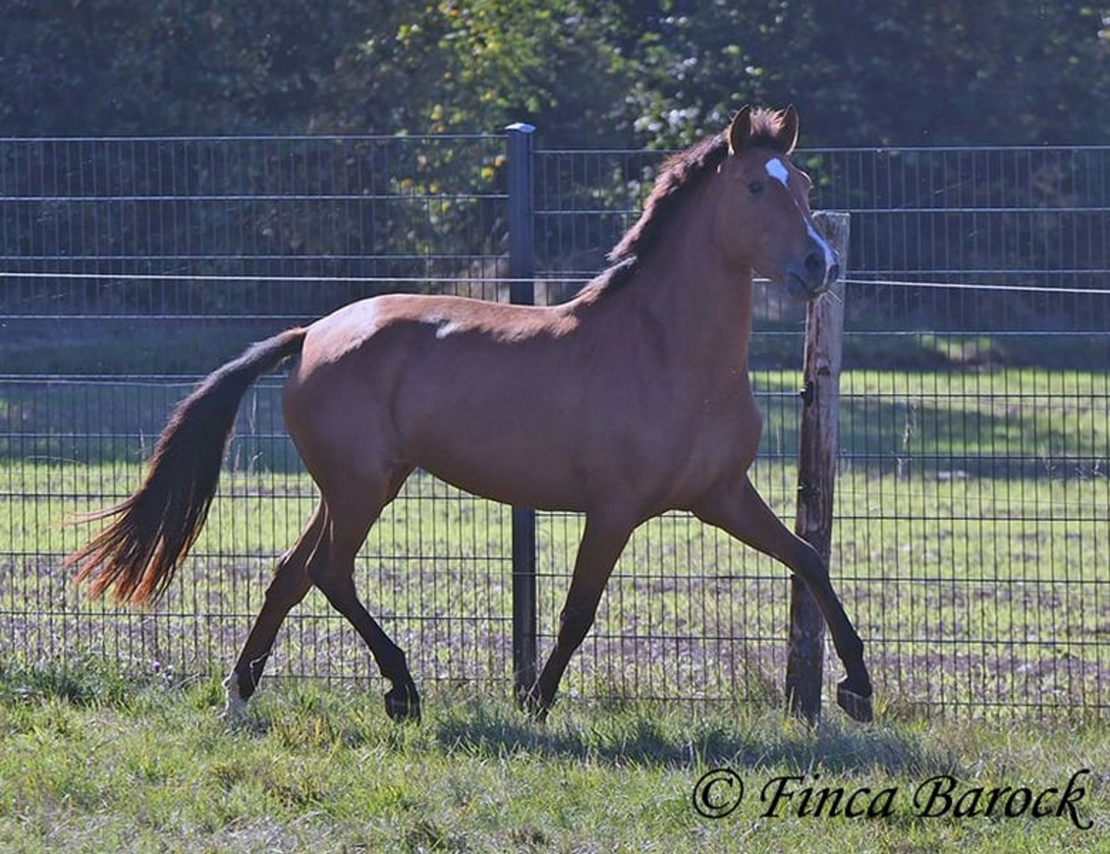 Beautiful PRE mare with a friendly nature - Image 6