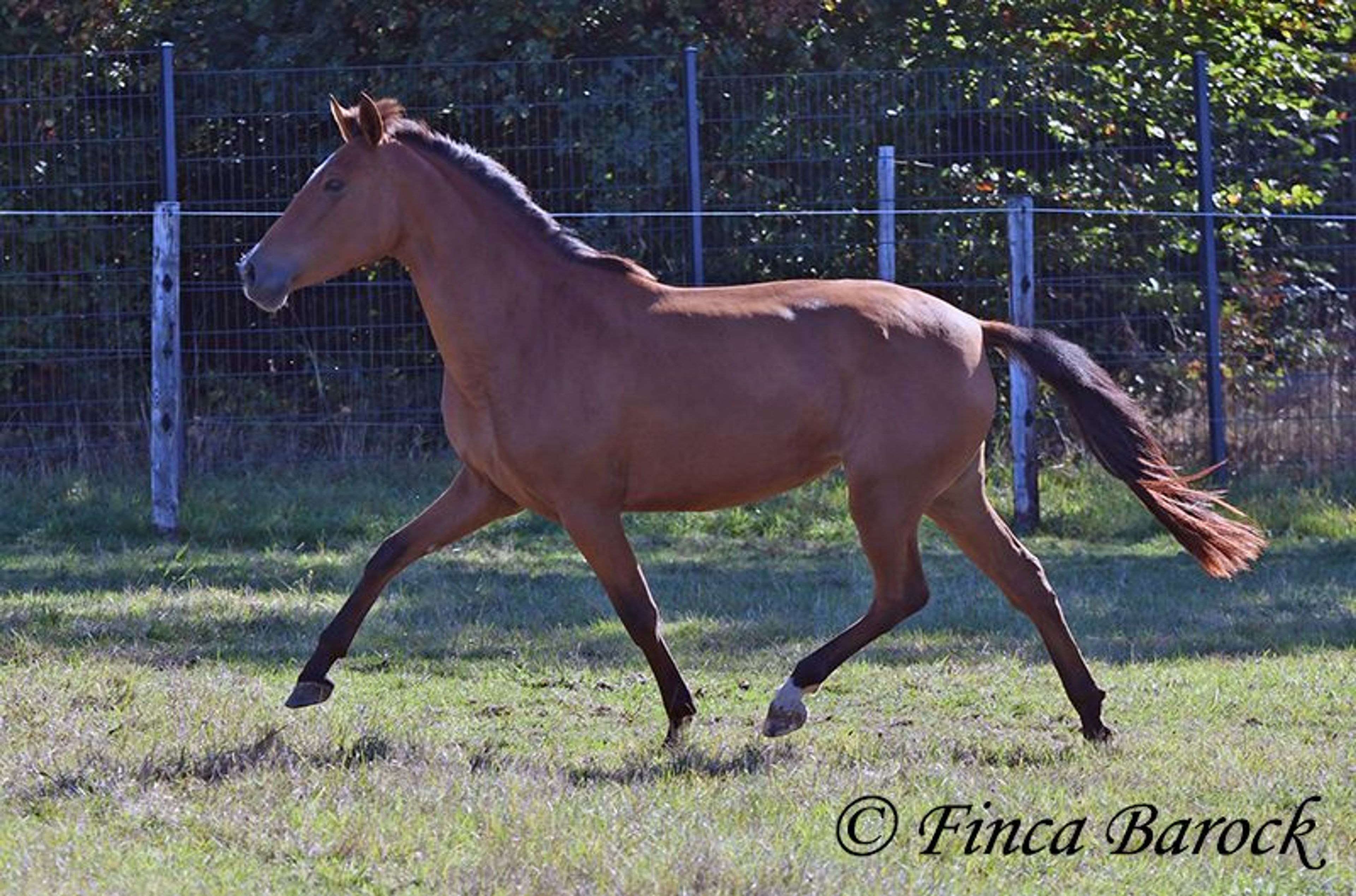 Beautiful PRE mare with a friendly nature - Image 7