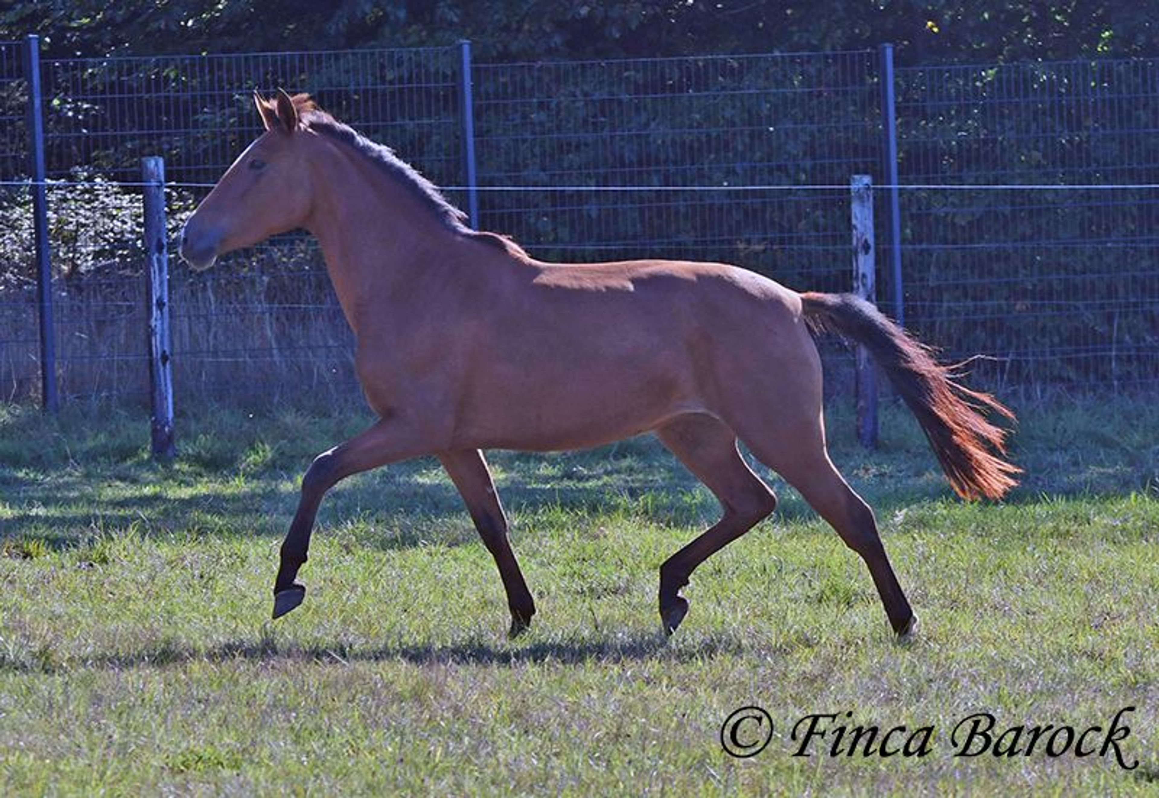 Beautiful PRE mare with a friendly nature - Image 8