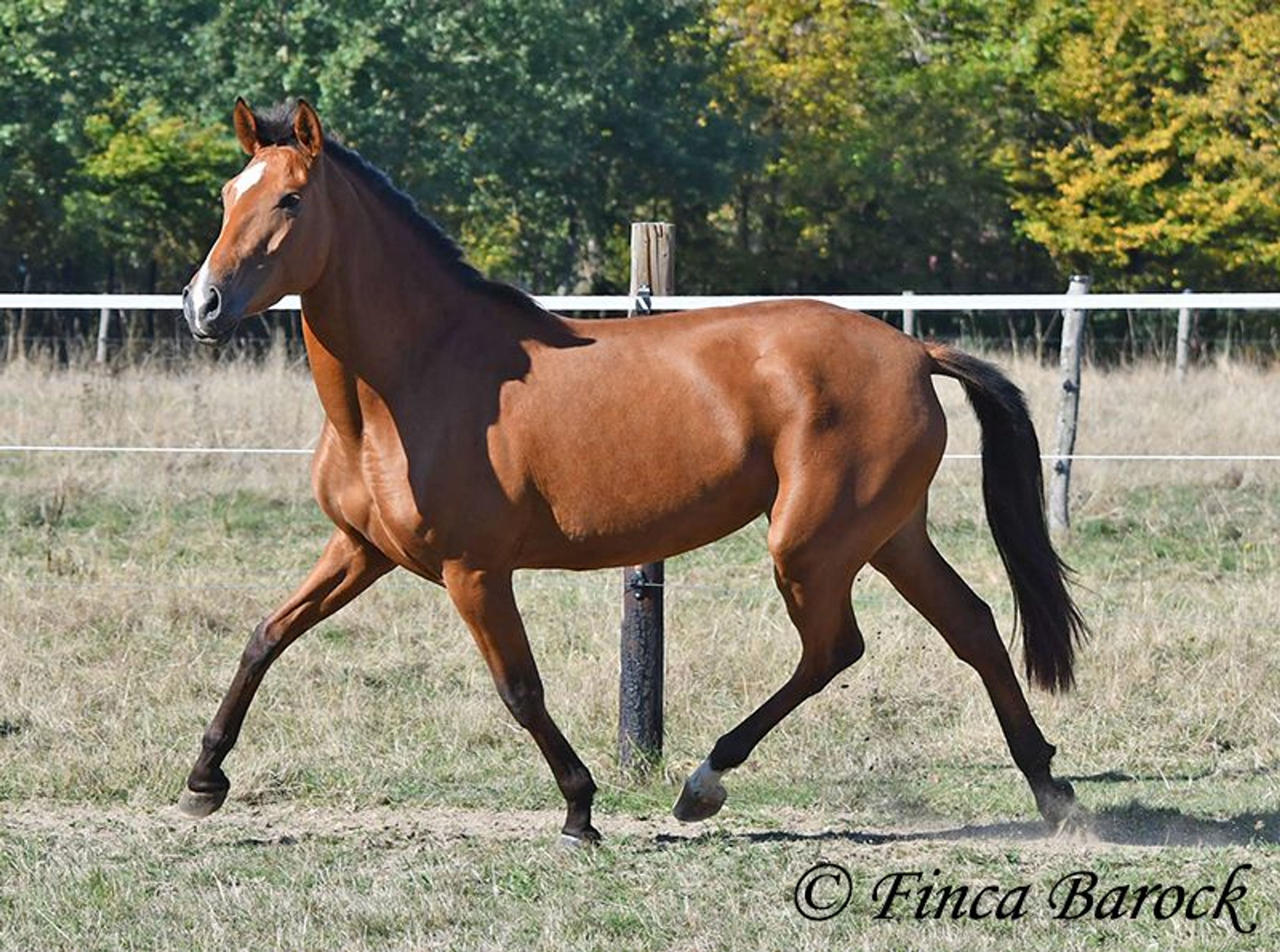 Beautiful PRE mare with a friendly nature - Image 9