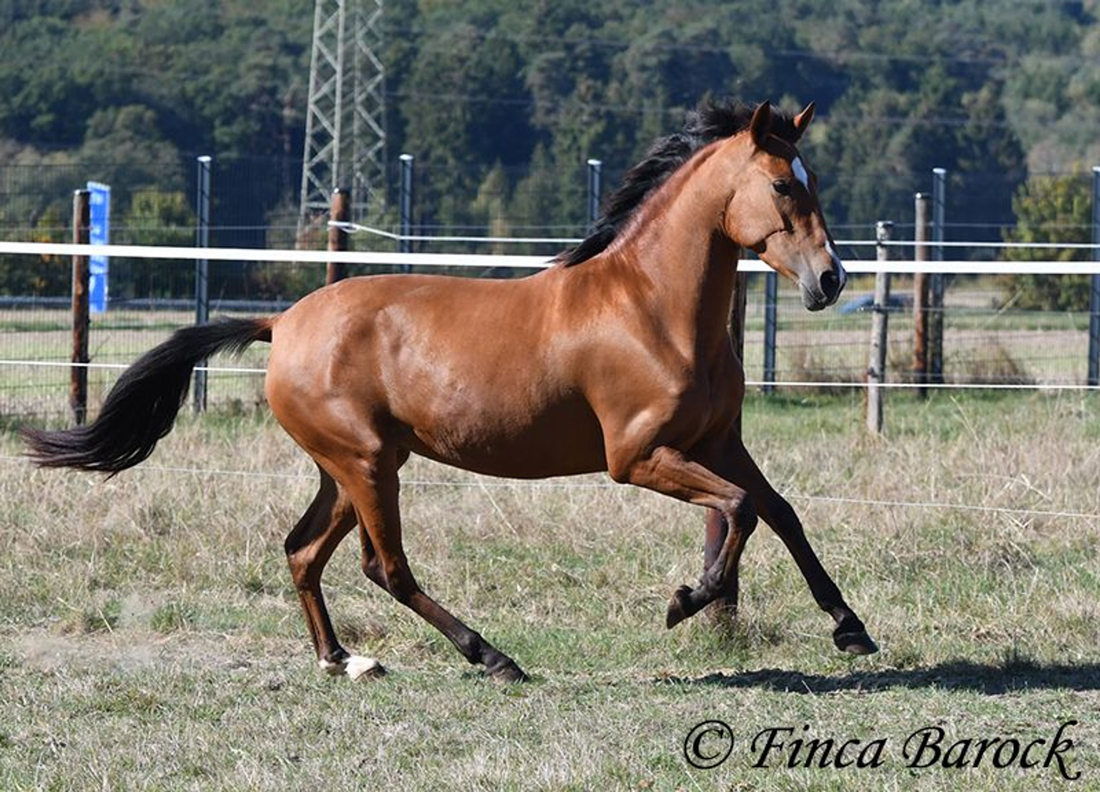 Beautiful PRE mare with a friendly nature - Image 10
