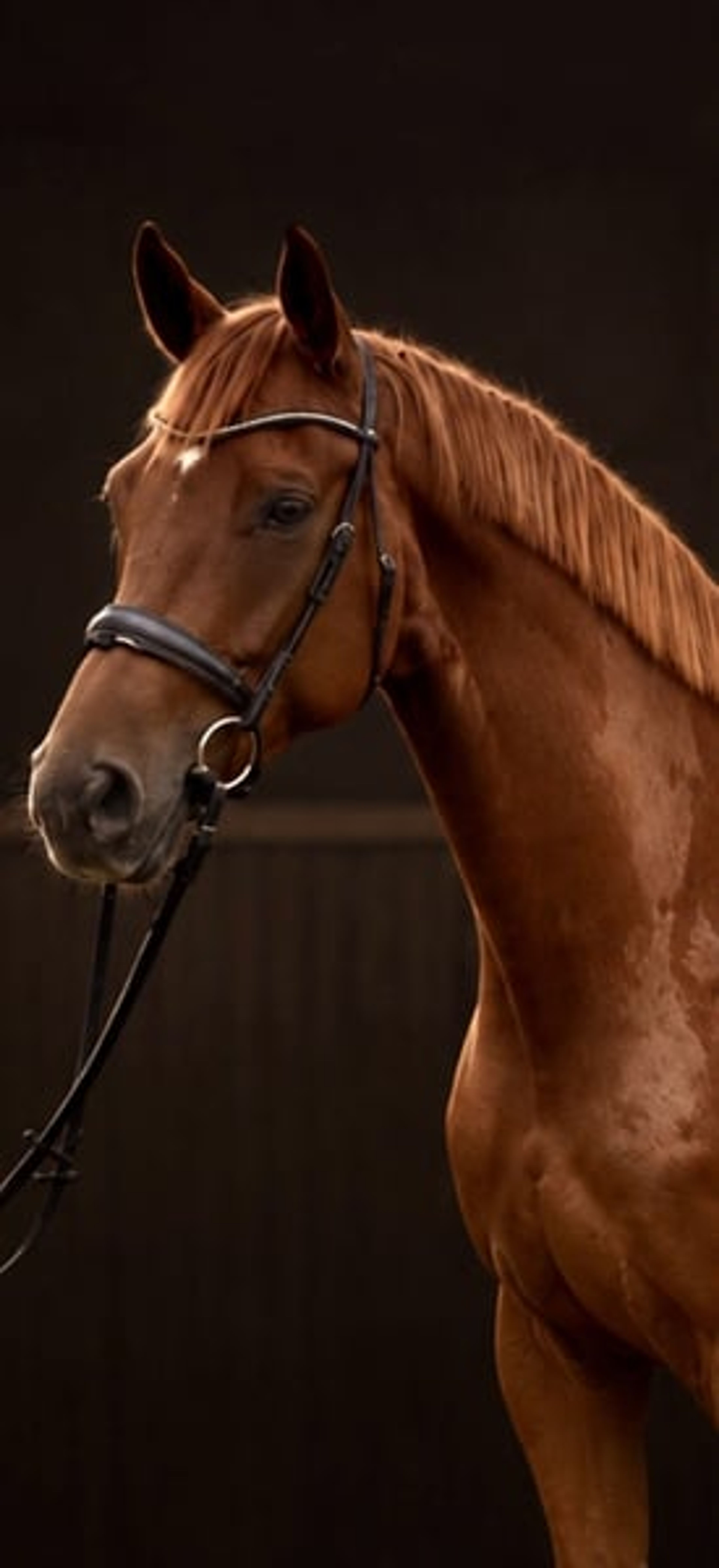 Gelding with stallion-like appearance and excellent pedigree - Image 1