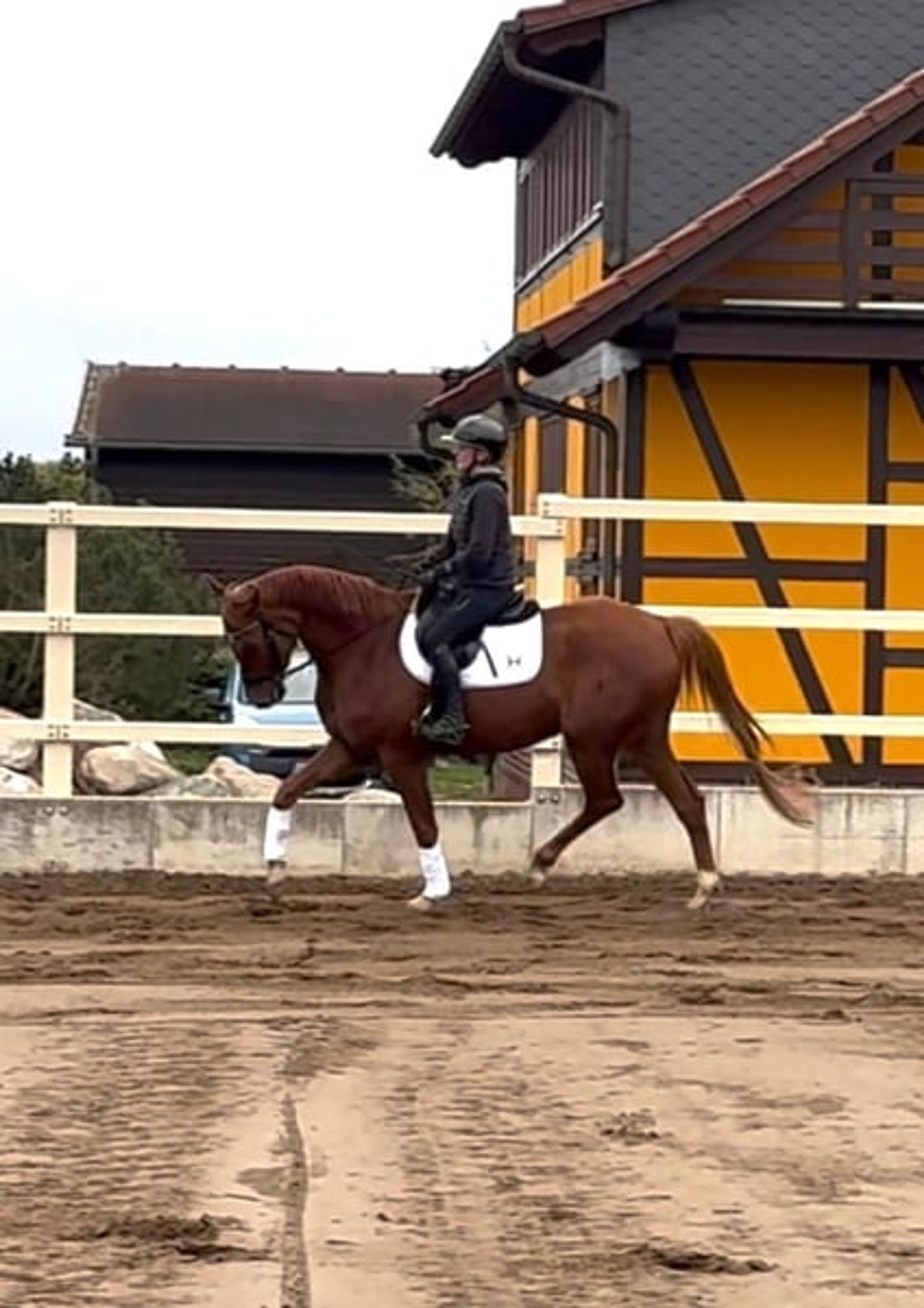 Gelding with stallion-like appearance and excellent pedigree - Image 2