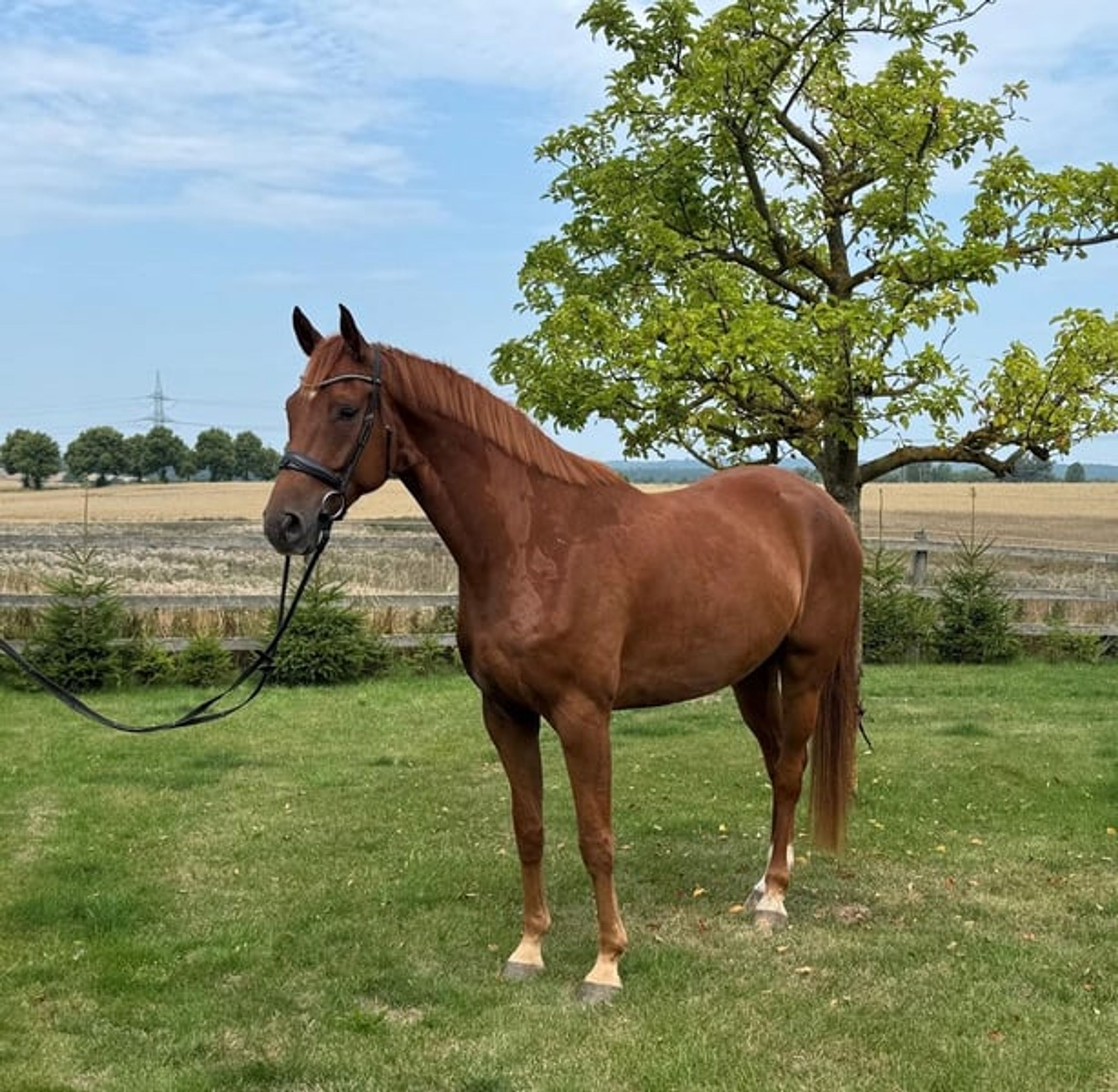 Gelding with stallion-like appearance and excellent pedigree - Image 3