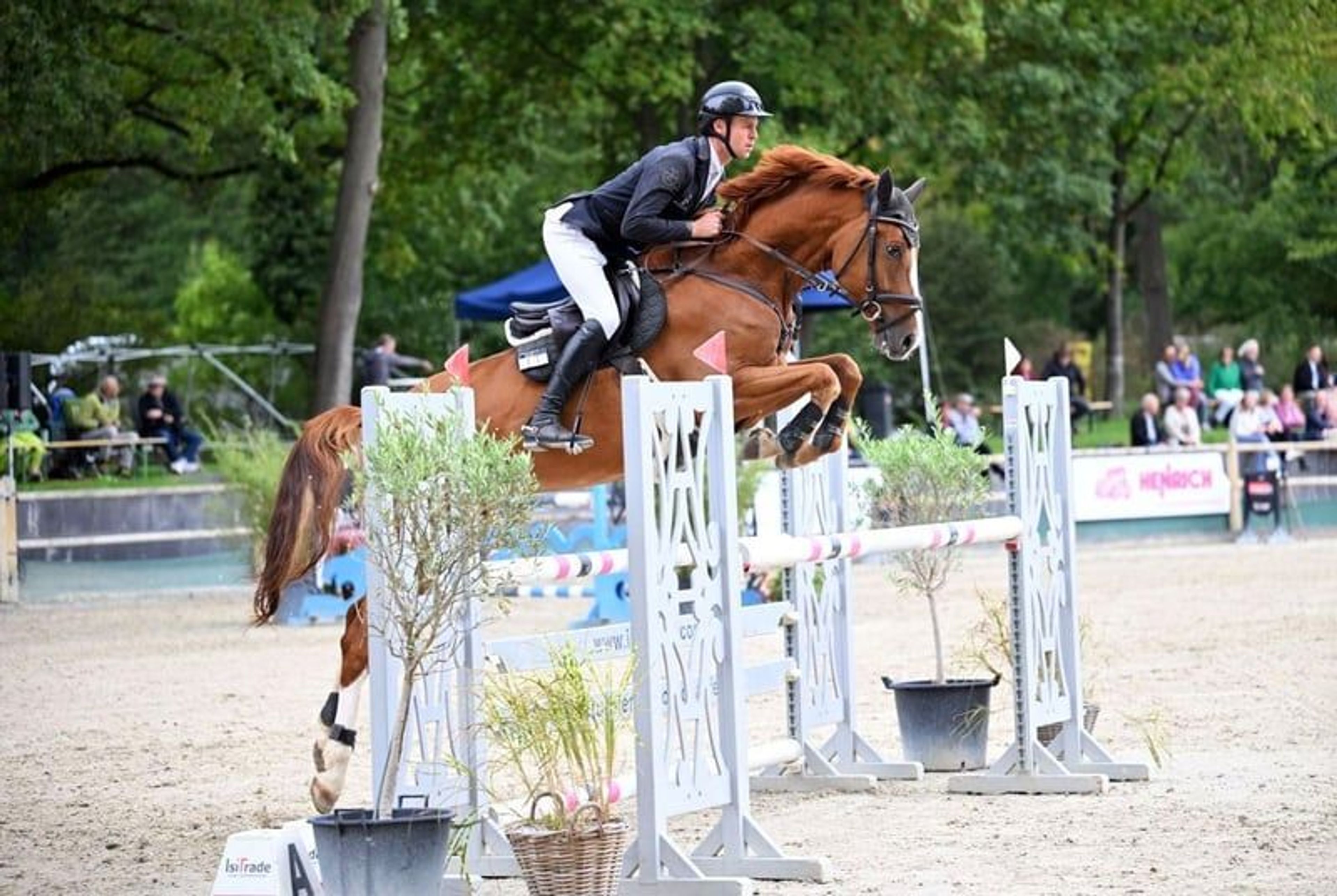 Top youngster for show jumping.
