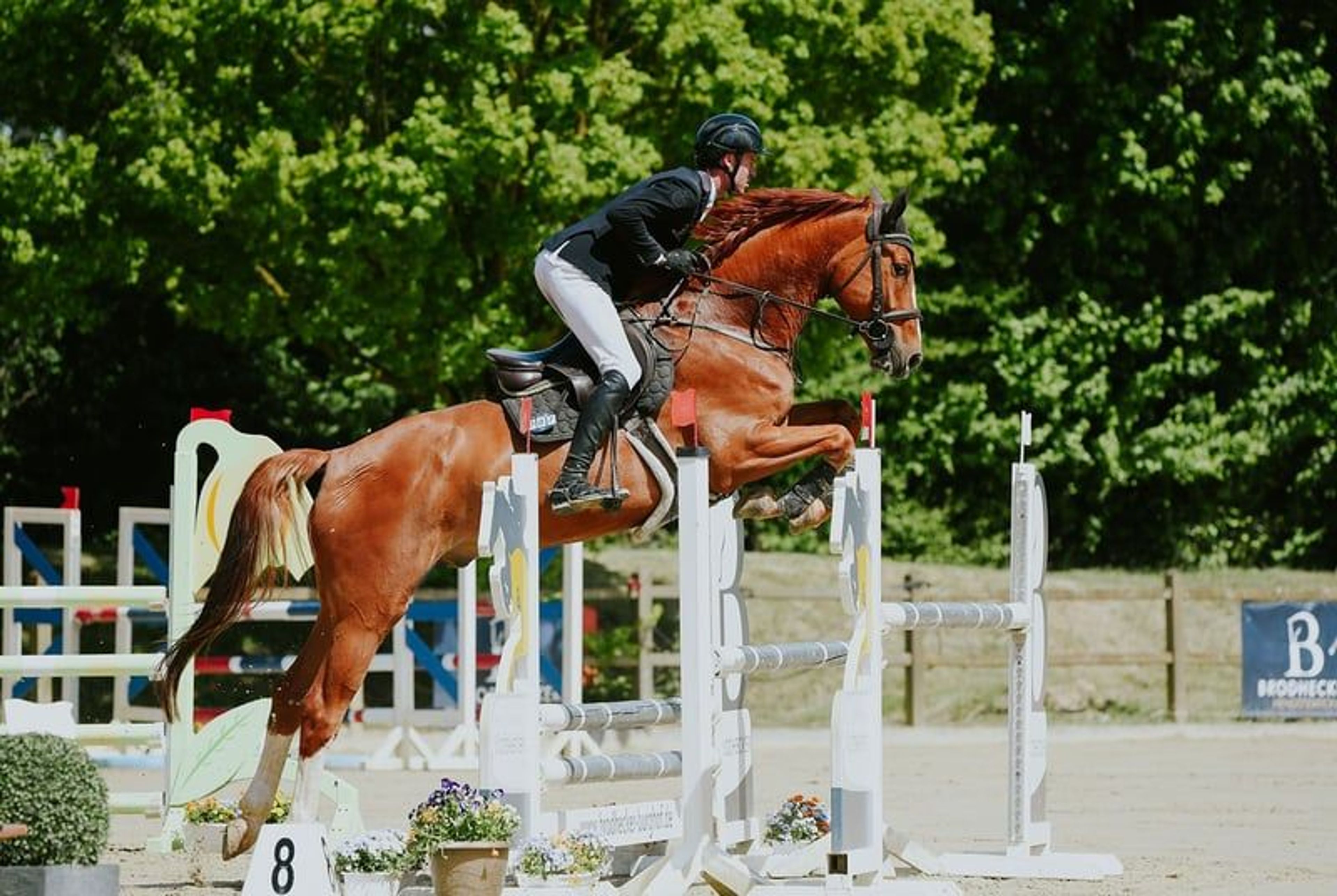 Top youngster for show jumping. - Image 2