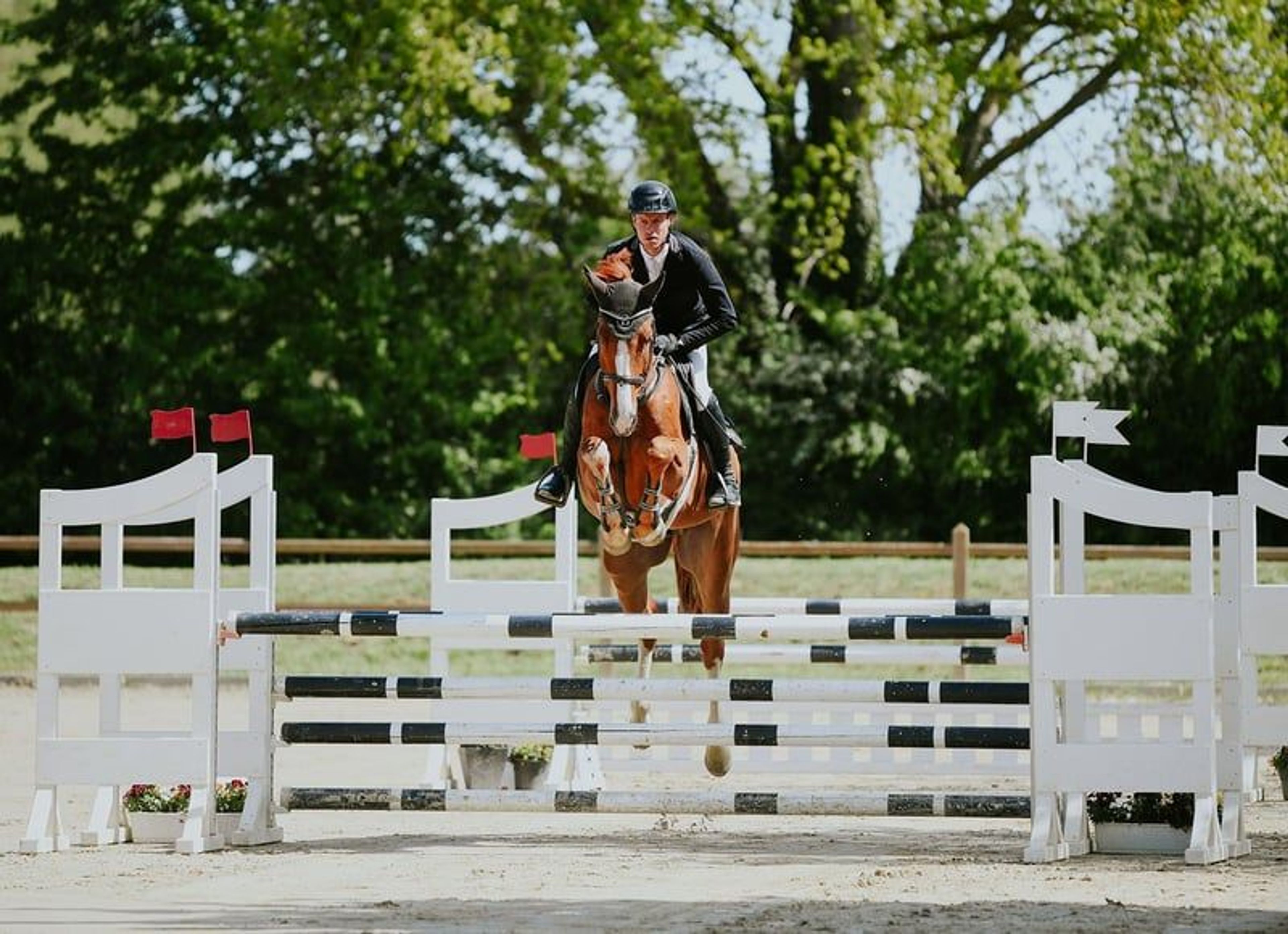 Top youngster for show jumping. - Image 3