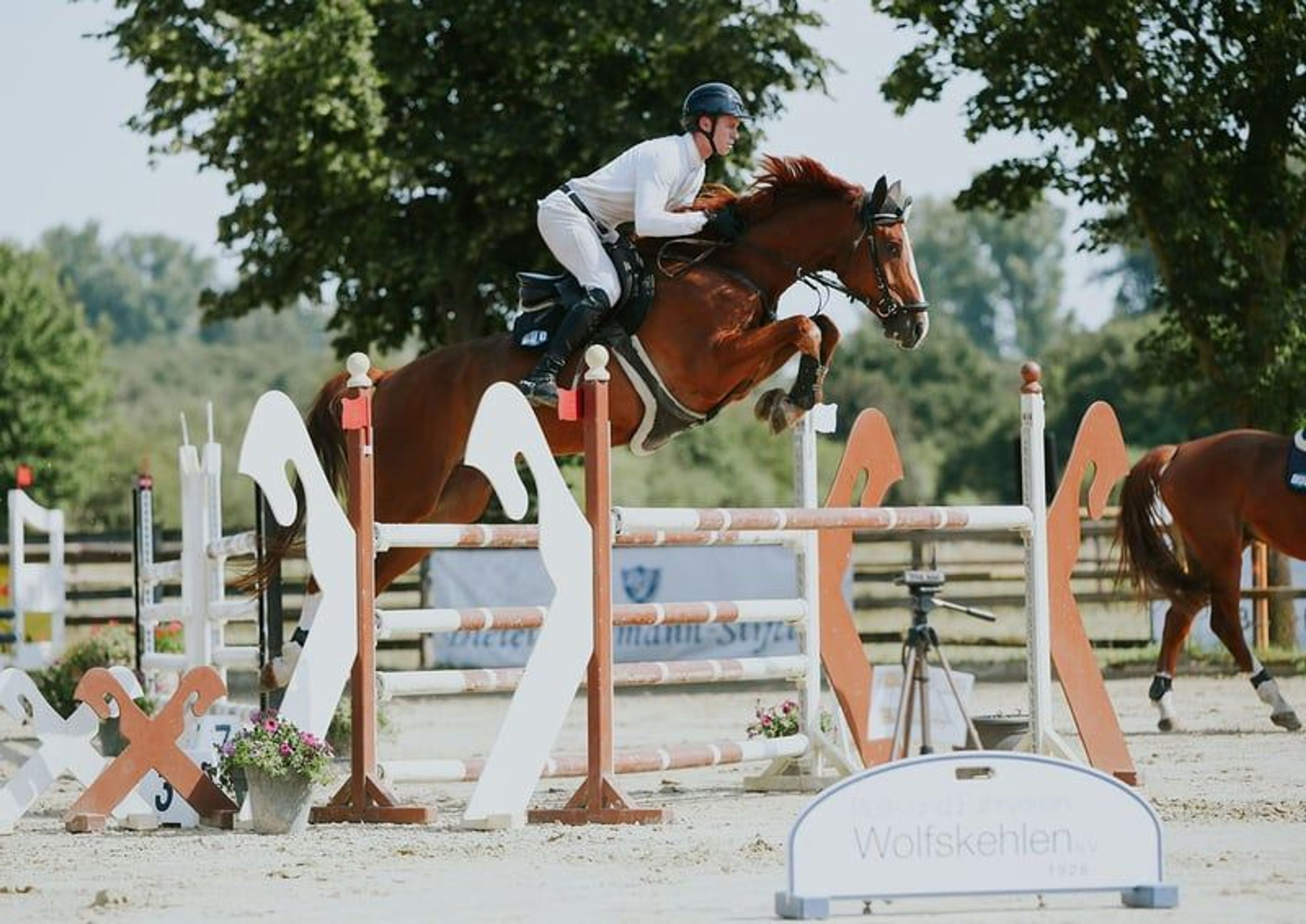 Top youngster for show jumping. - Image 4