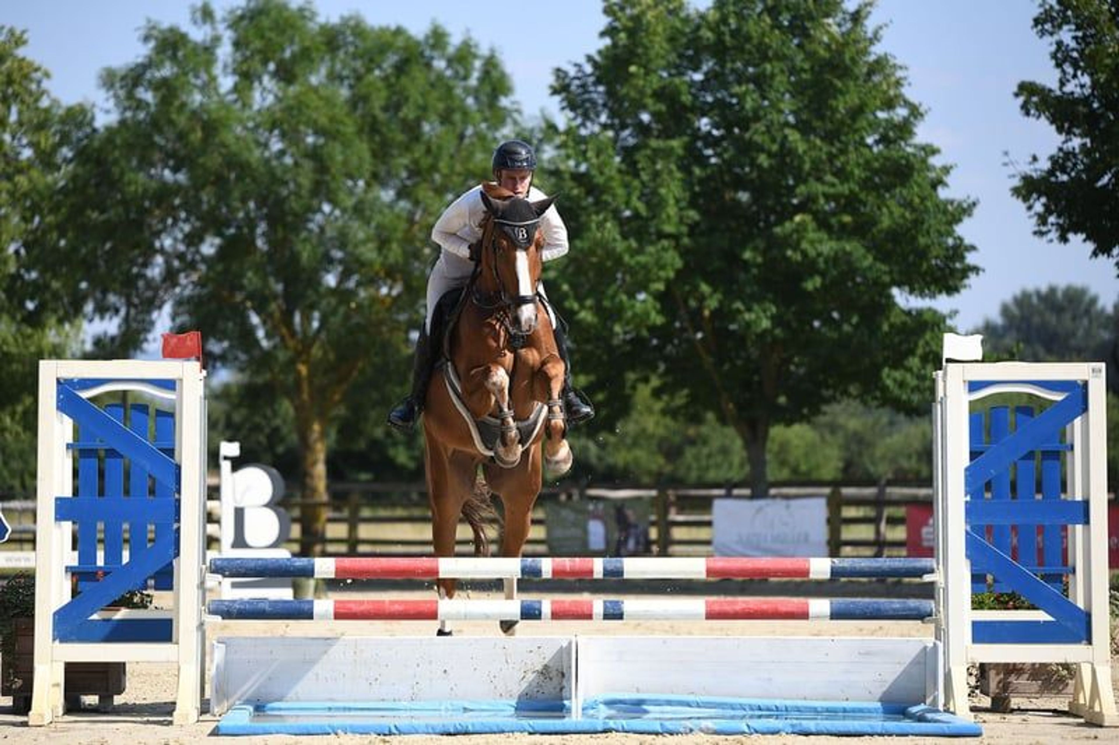 Top youngster for show jumping. - Image 5