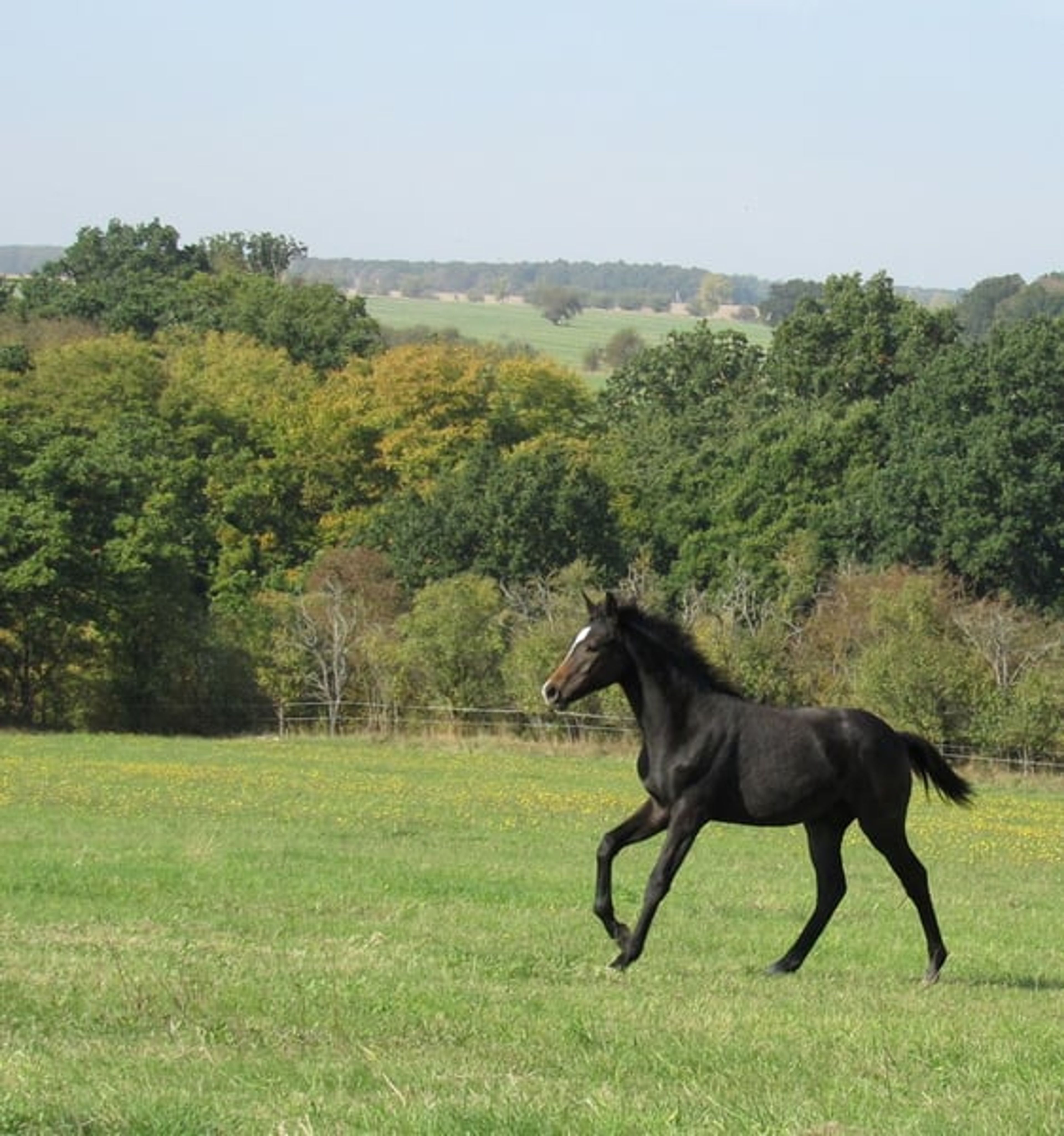 A classic premium foal suitable for eventing.
