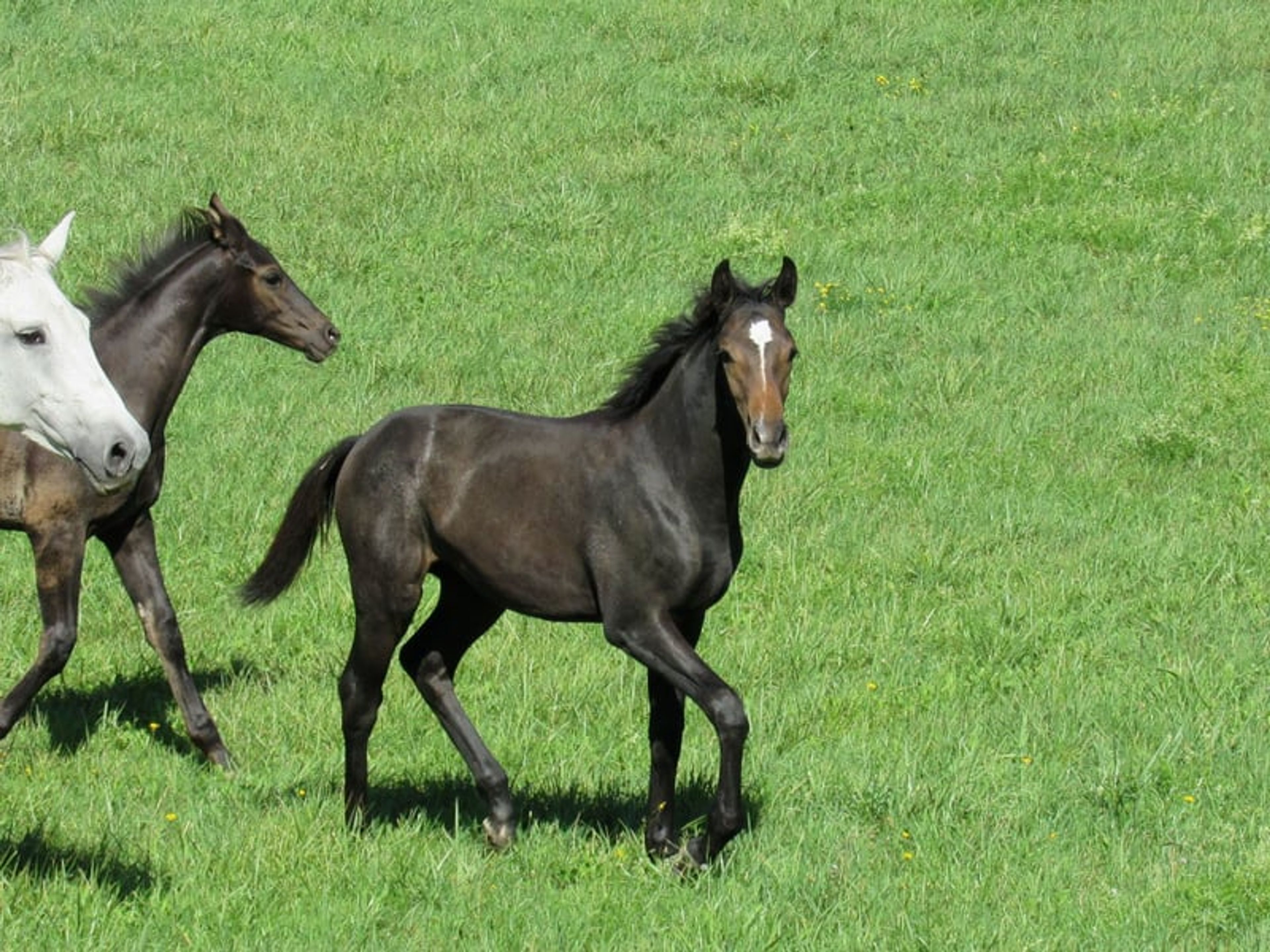 A classic premium foal suitable for eventing. - Image 2