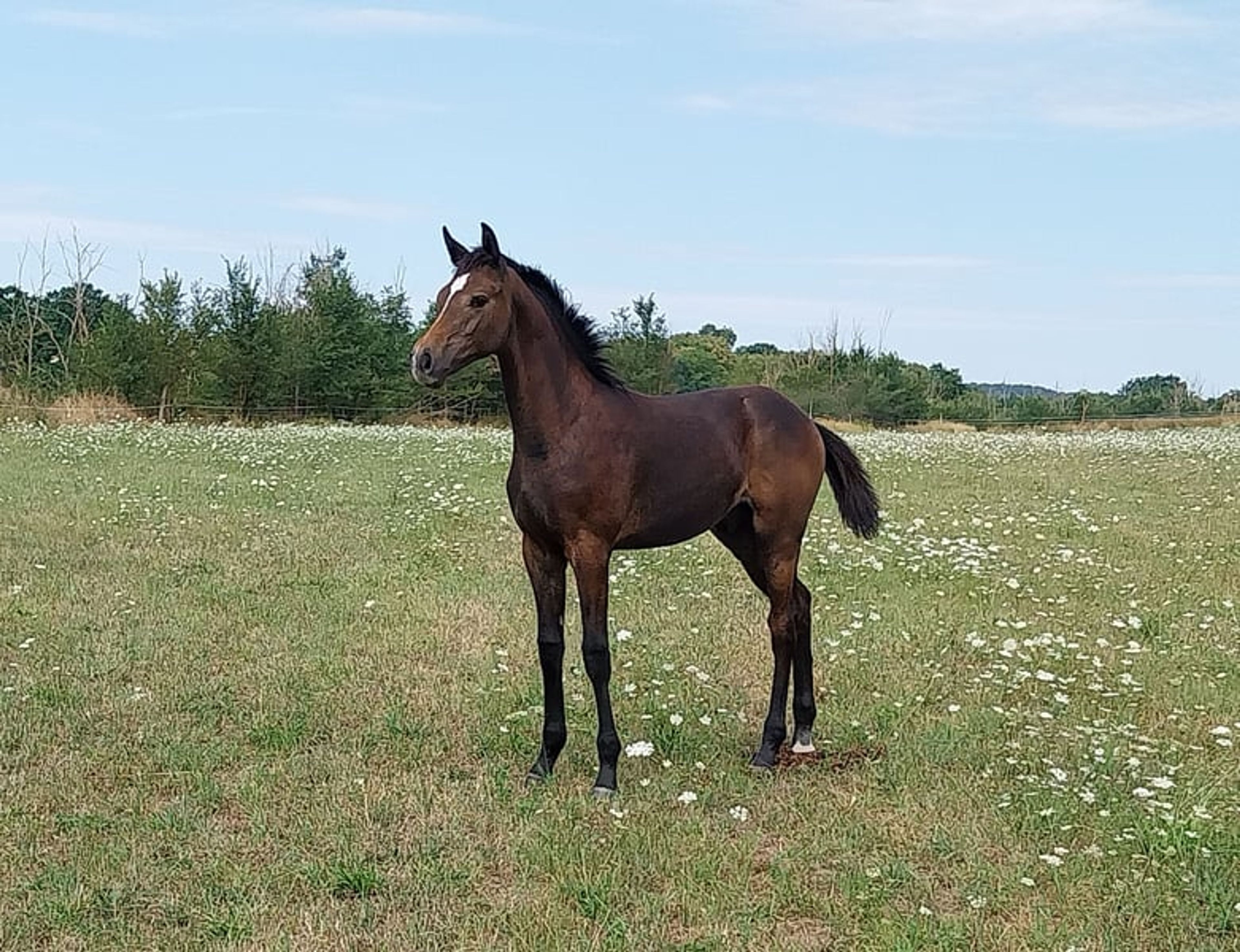 A classic premium foal suitable for eventing. - Image 3