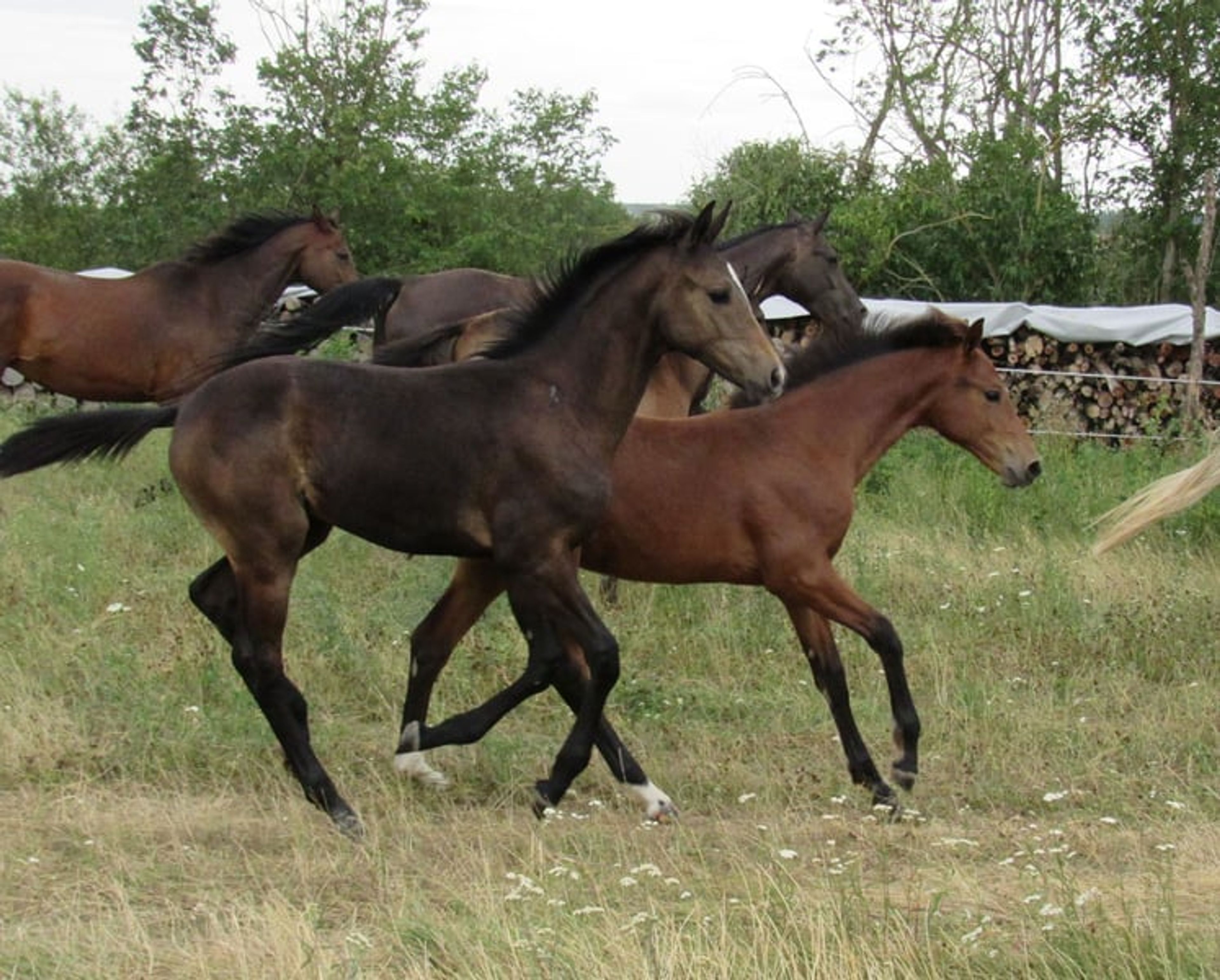 A classic premium foal suitable for eventing. - Image 4