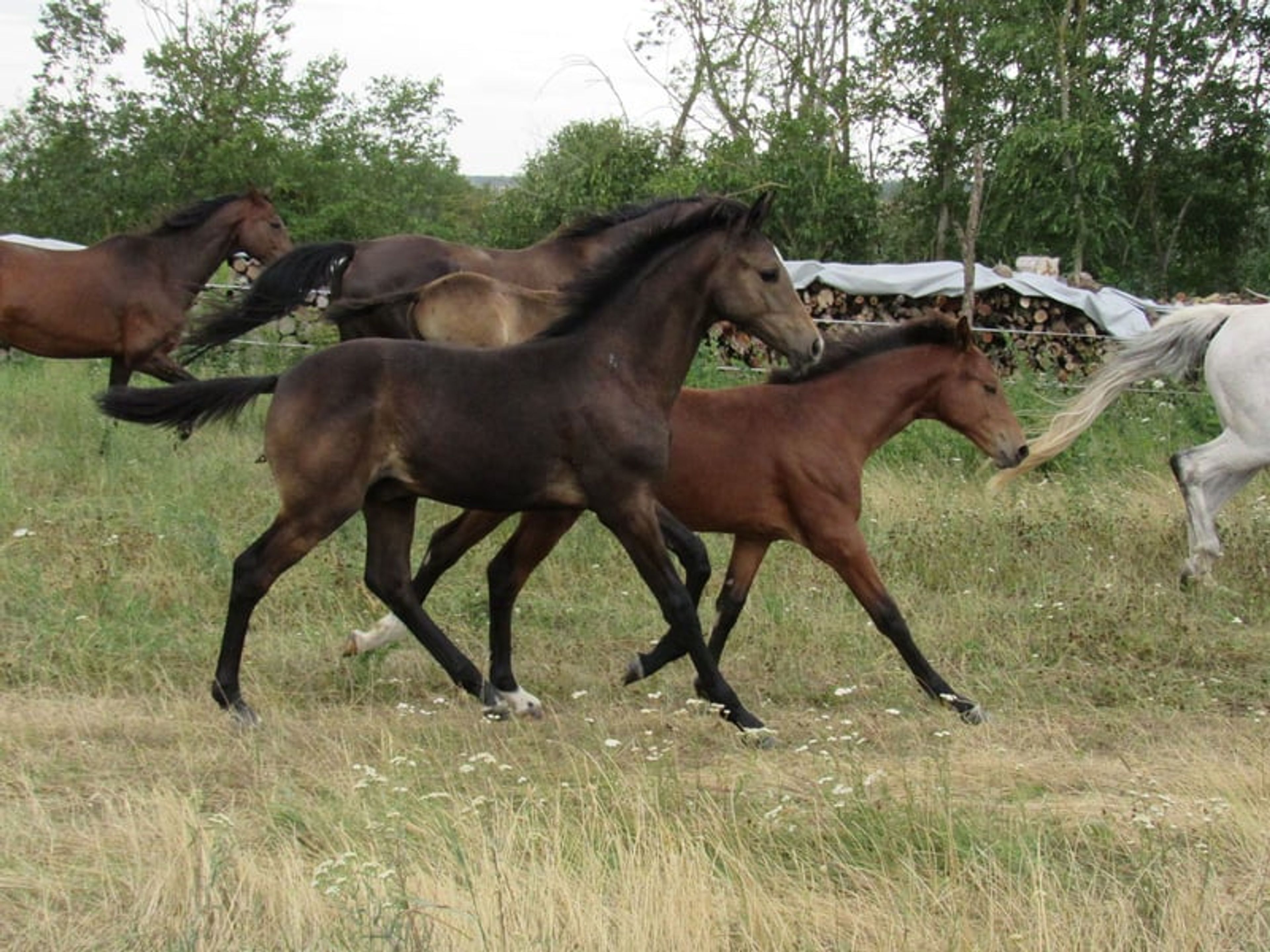 A classic premium foal suitable for eventing. - Image 5