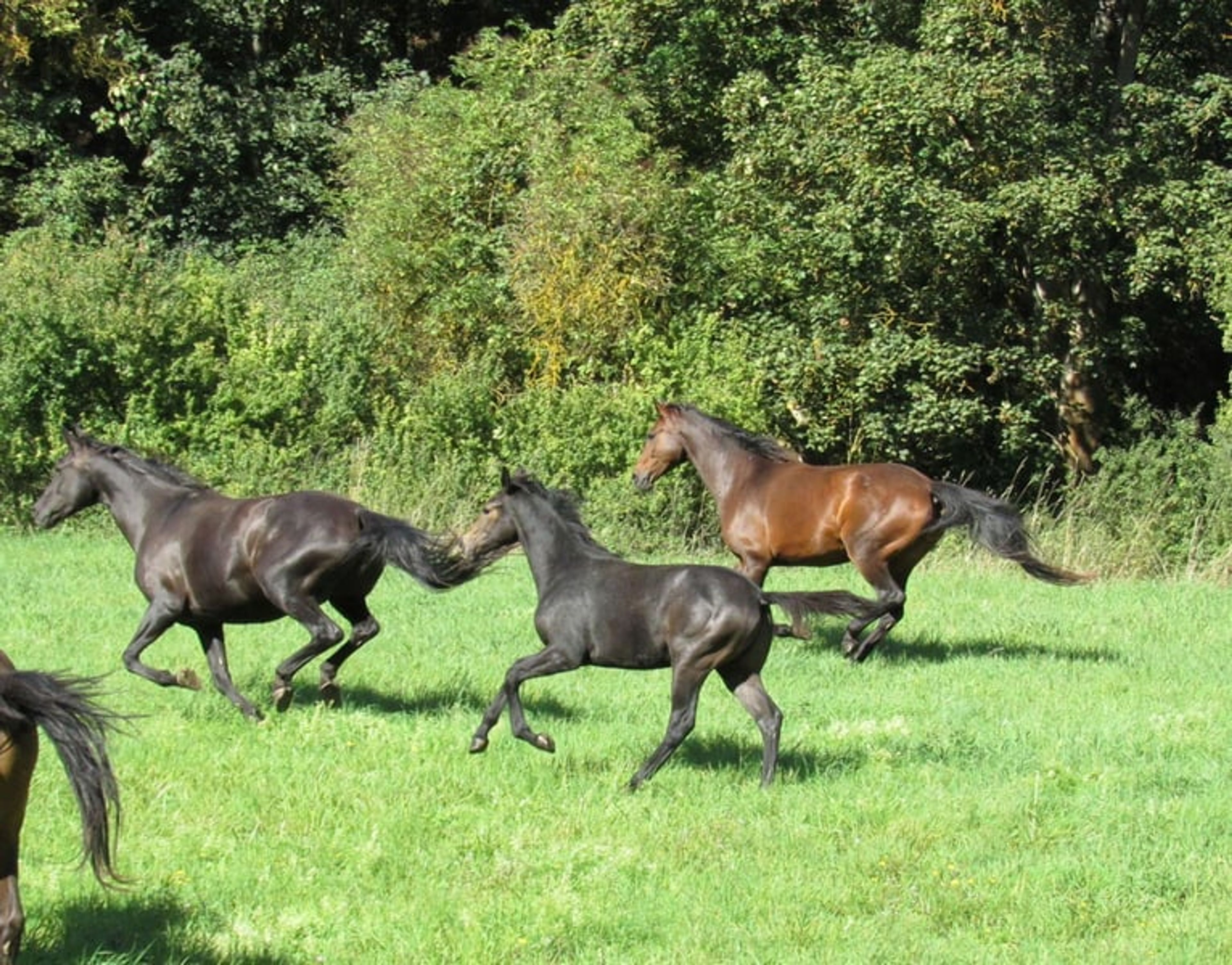 A classic premium foal suitable for eventing. - Image 7