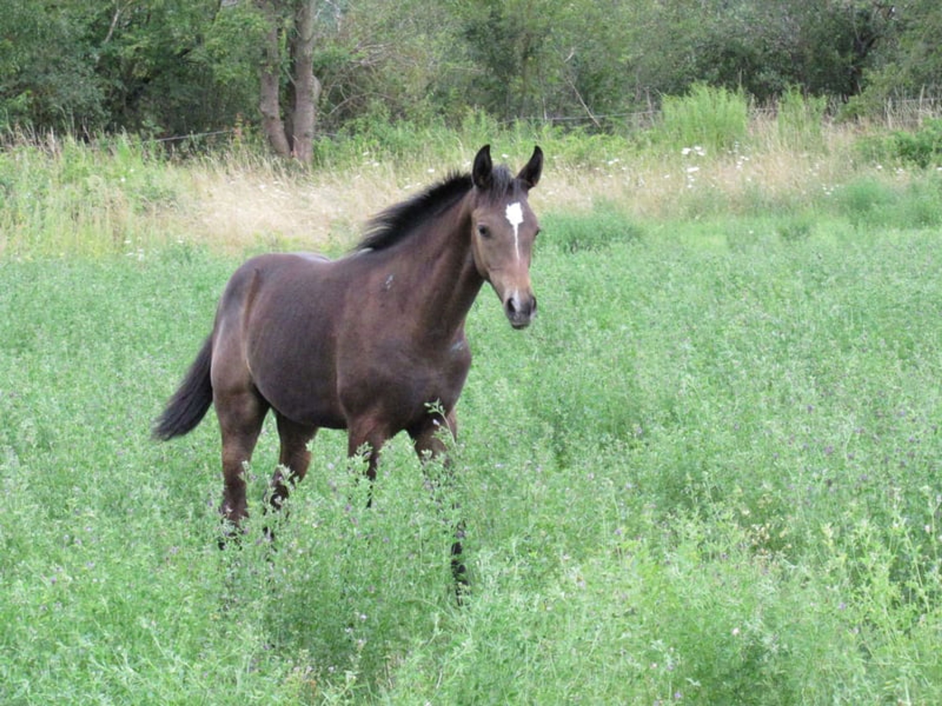 A classic premium foal suitable for eventing. - Image 8