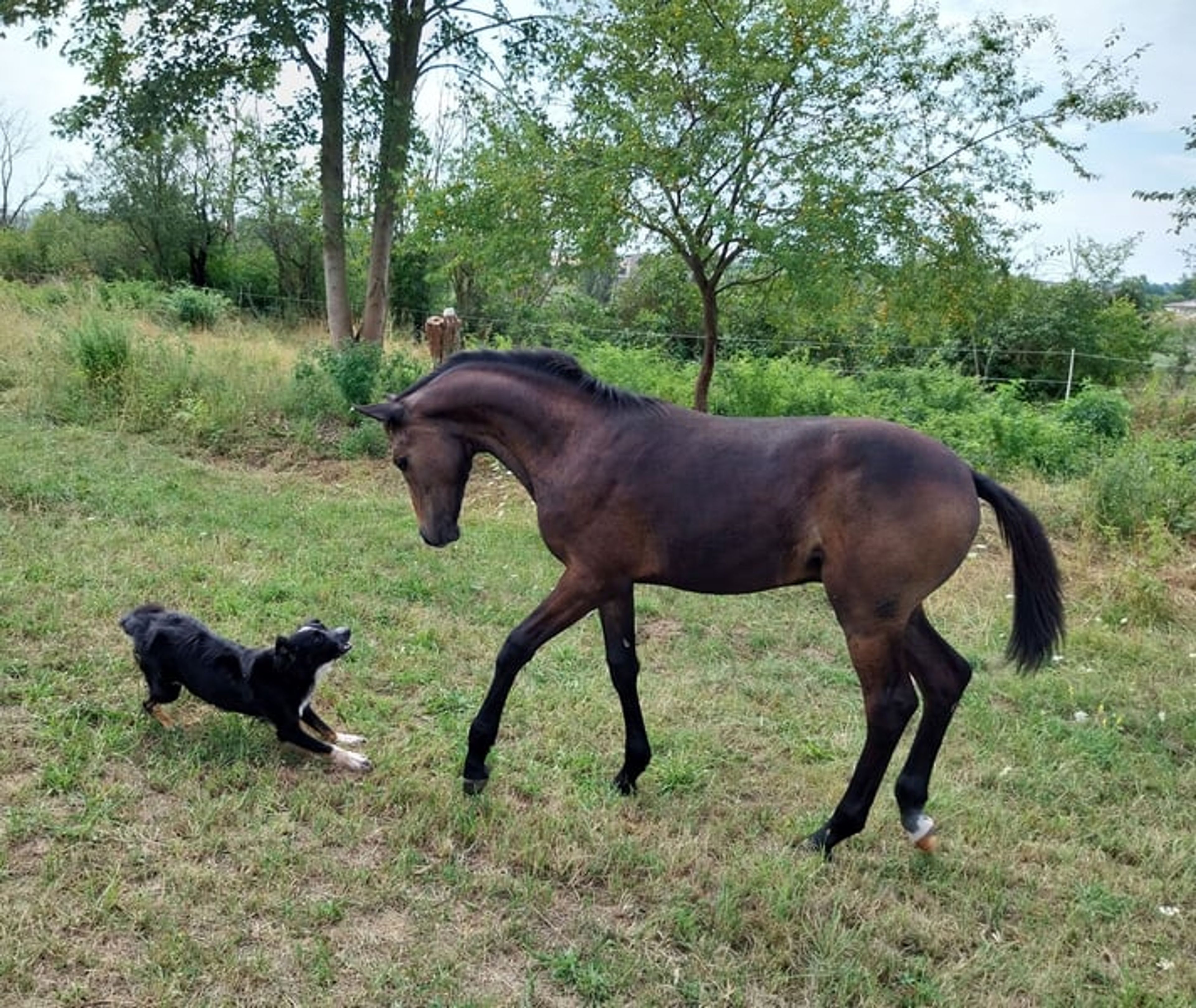 A classic premium foal suitable for eventing. - Image 9