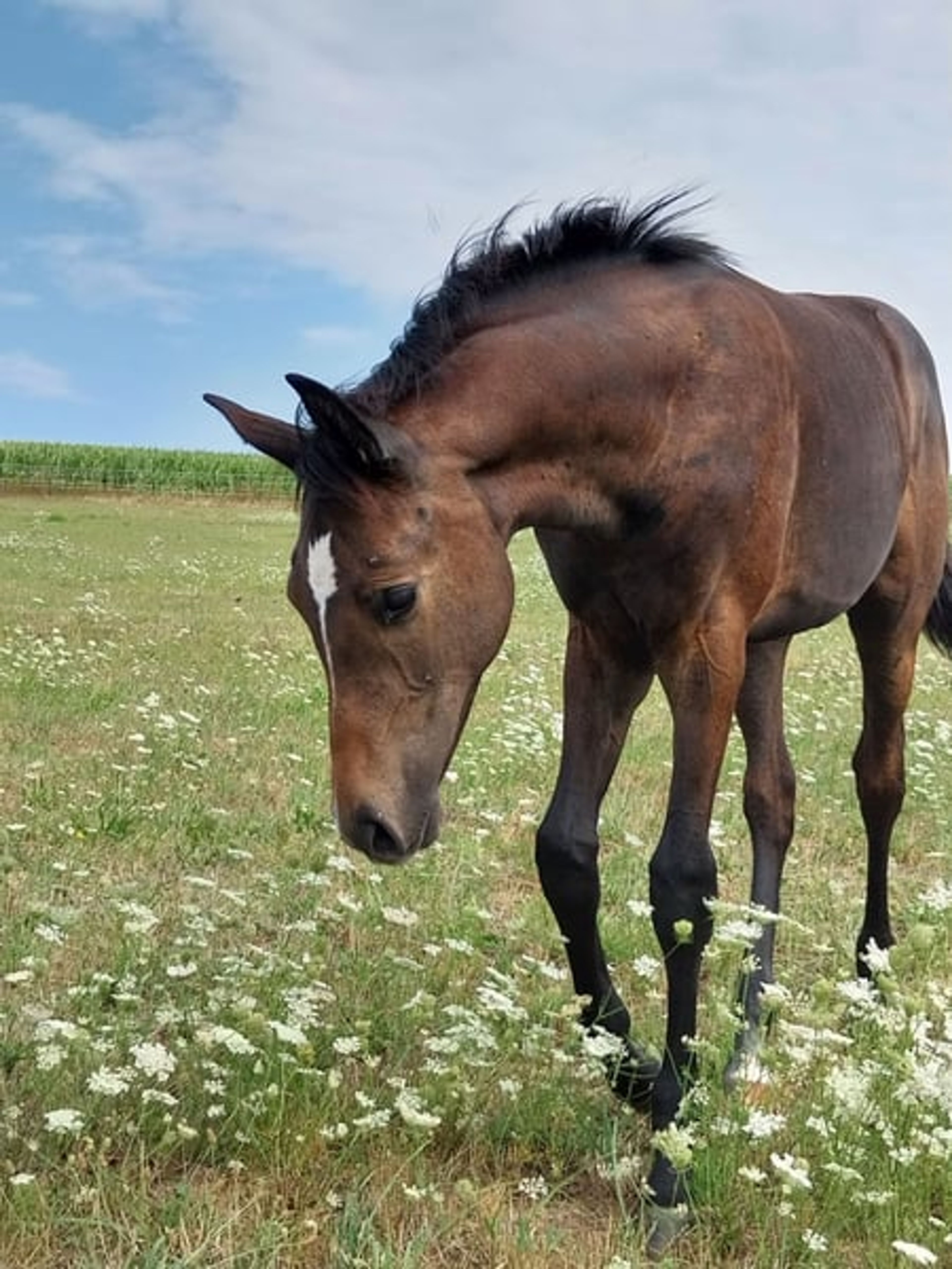 A classic premium foal suitable for eventing. - Image 10