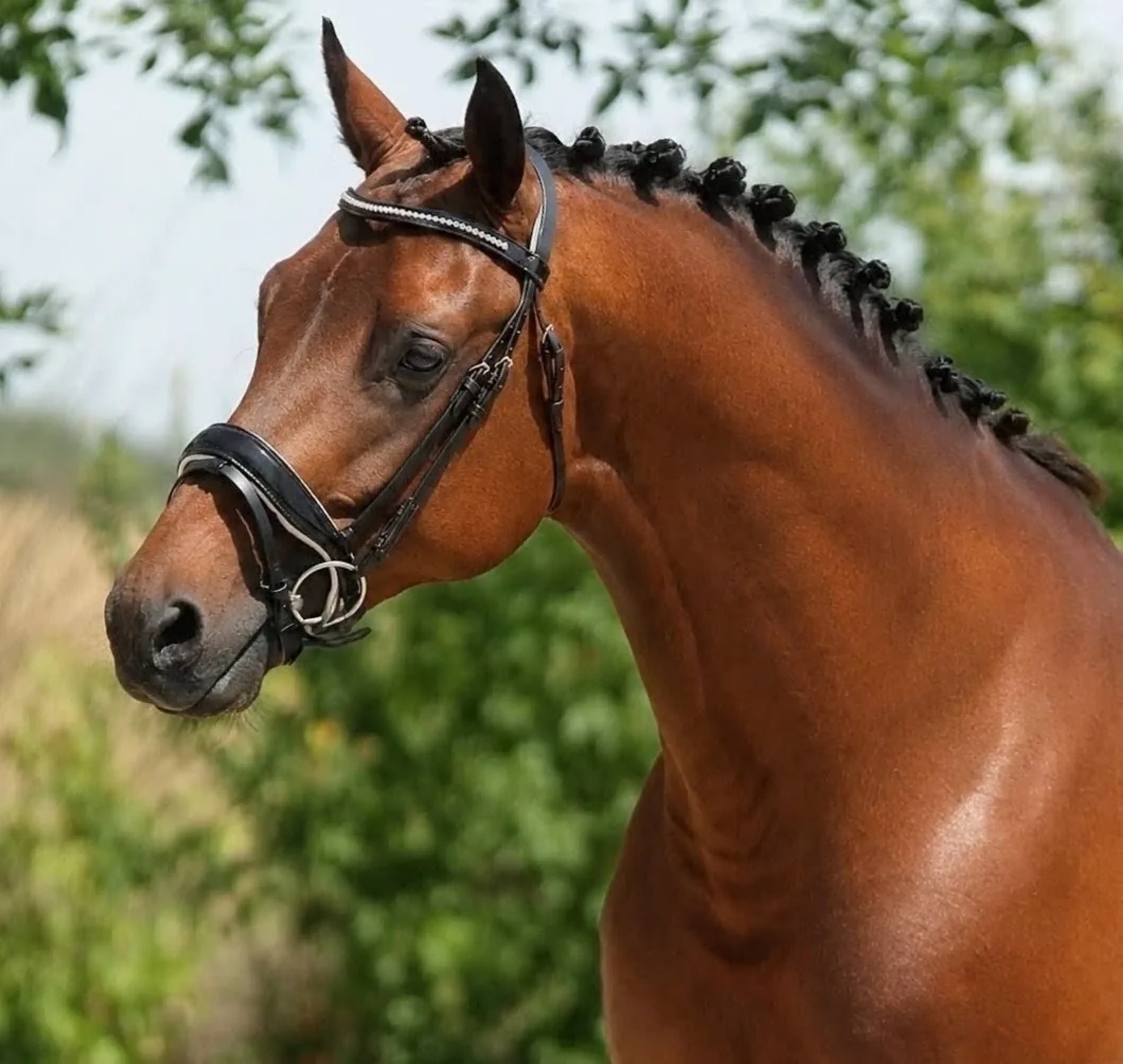 Sir Brown - Image 1