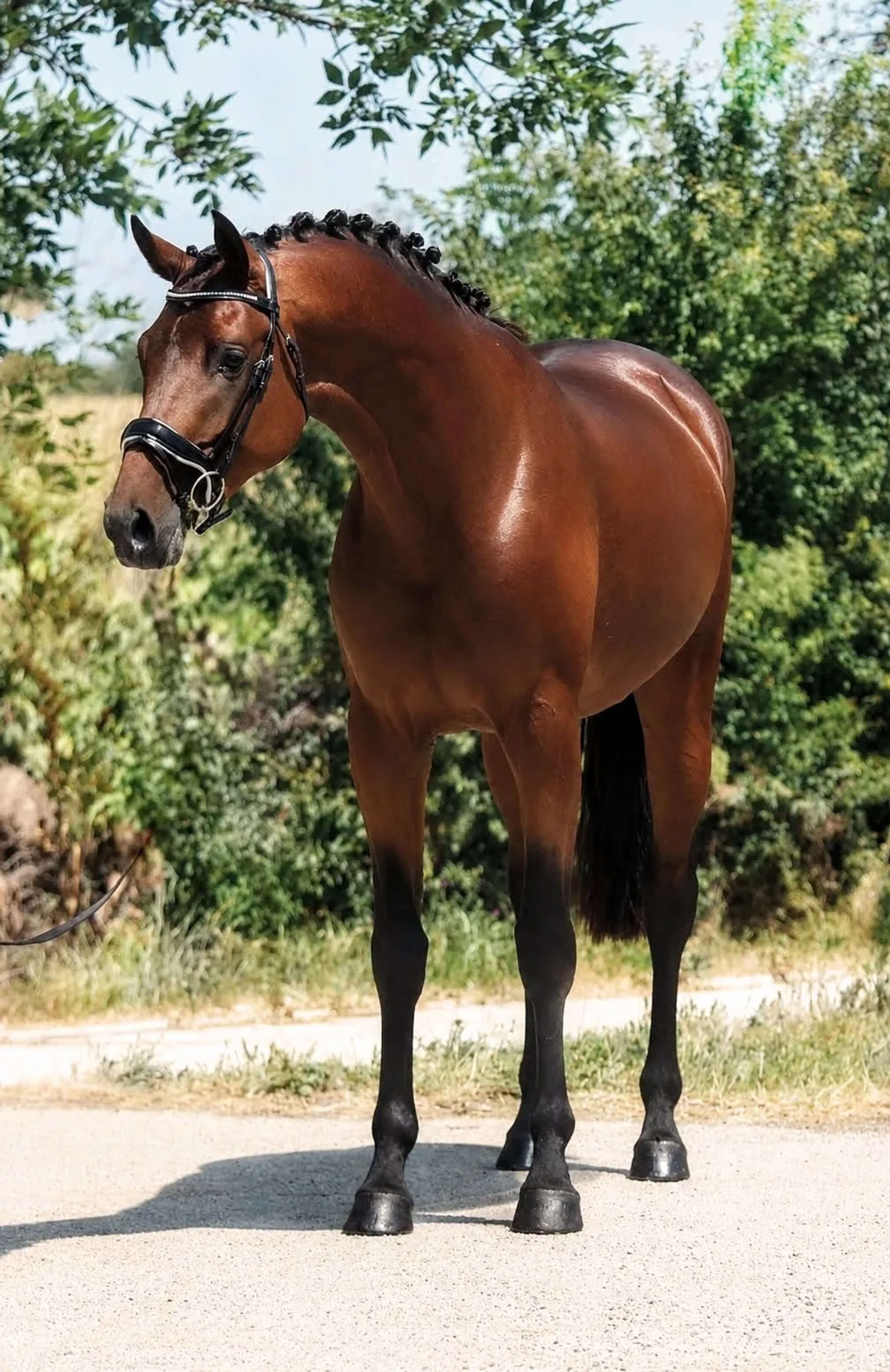 Sir Brown - Image 2
