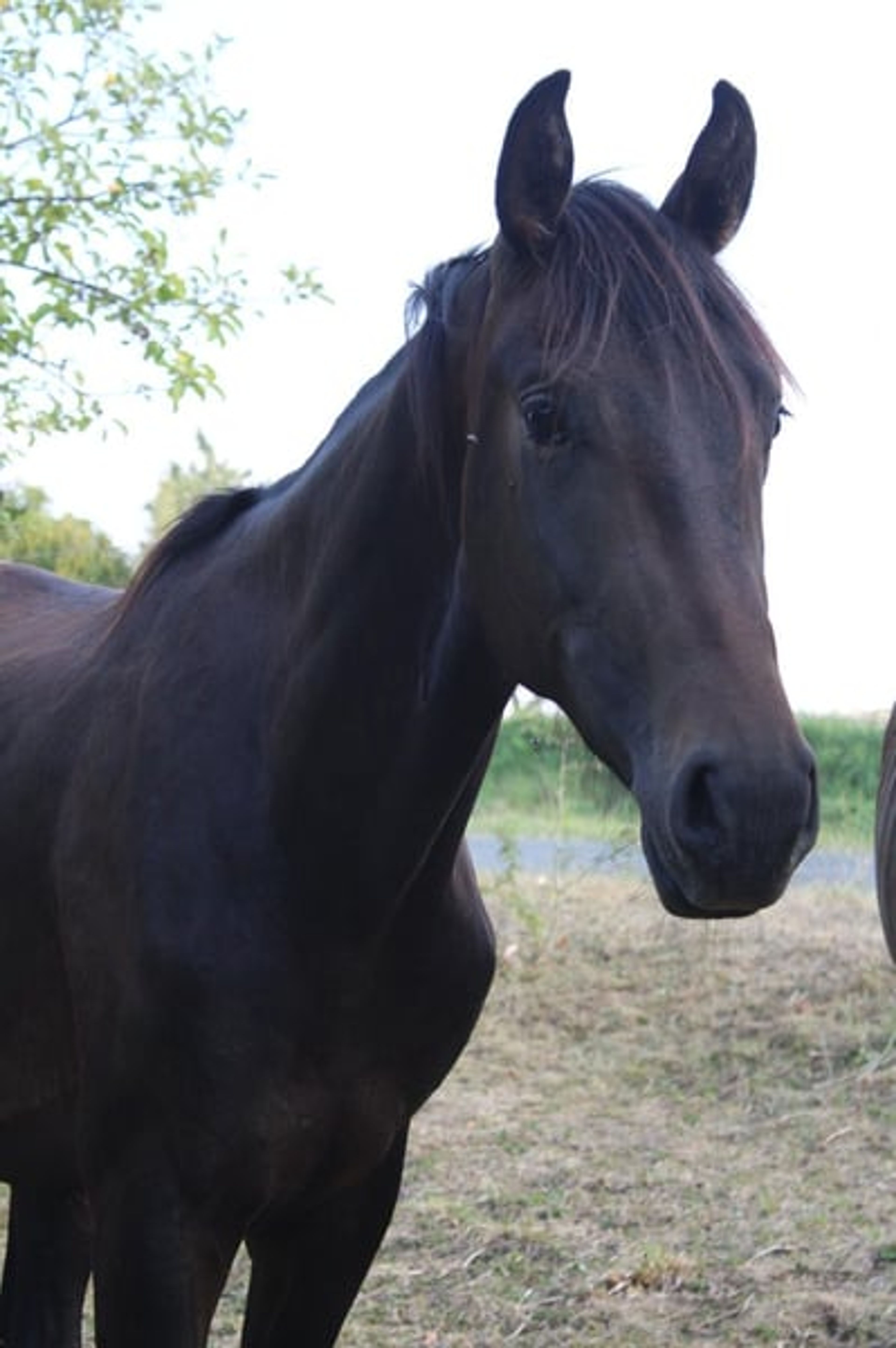 Two-year-old stallion by For Romance