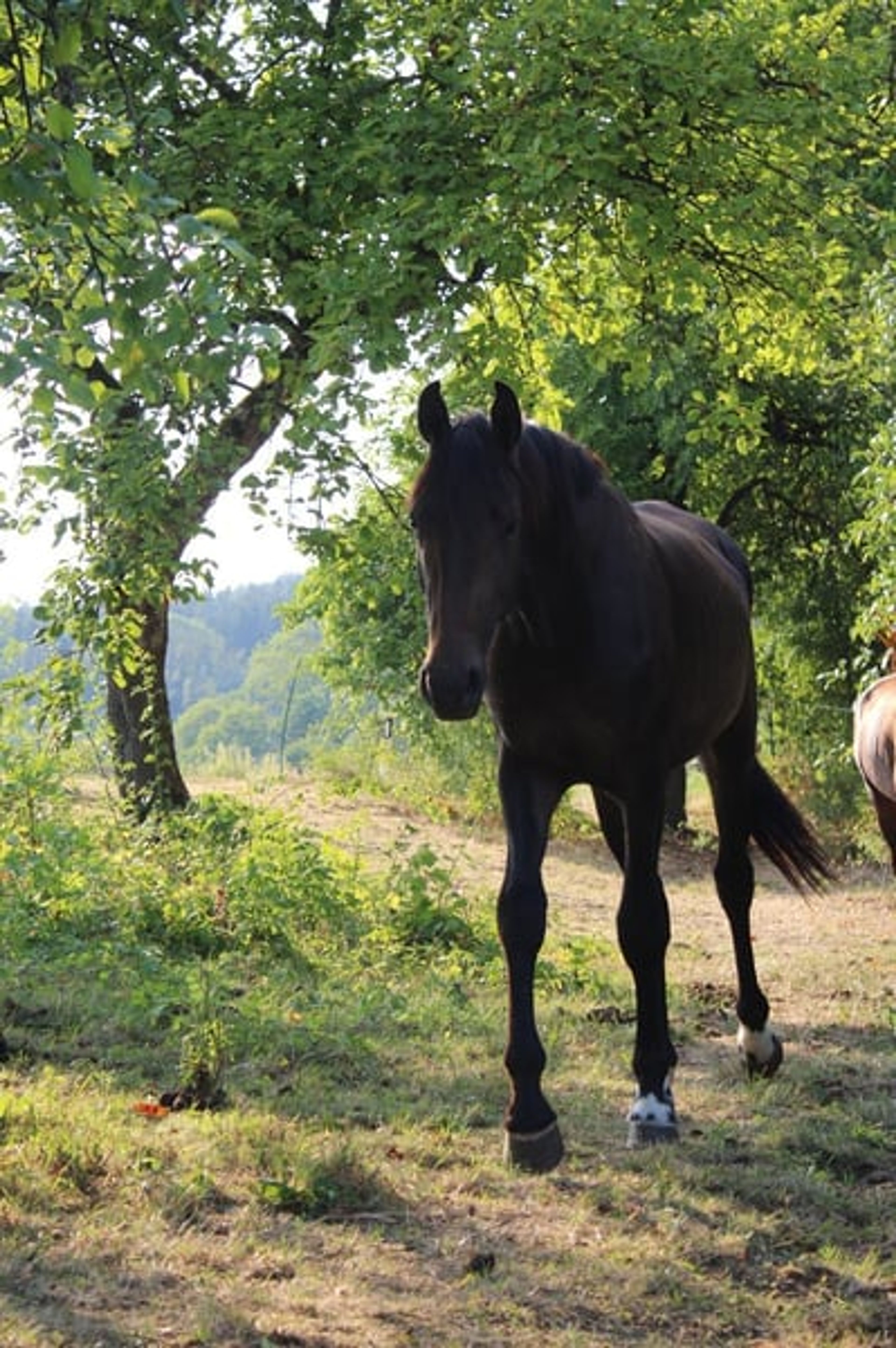 Two-year-old stallion by For Romance - Image 2