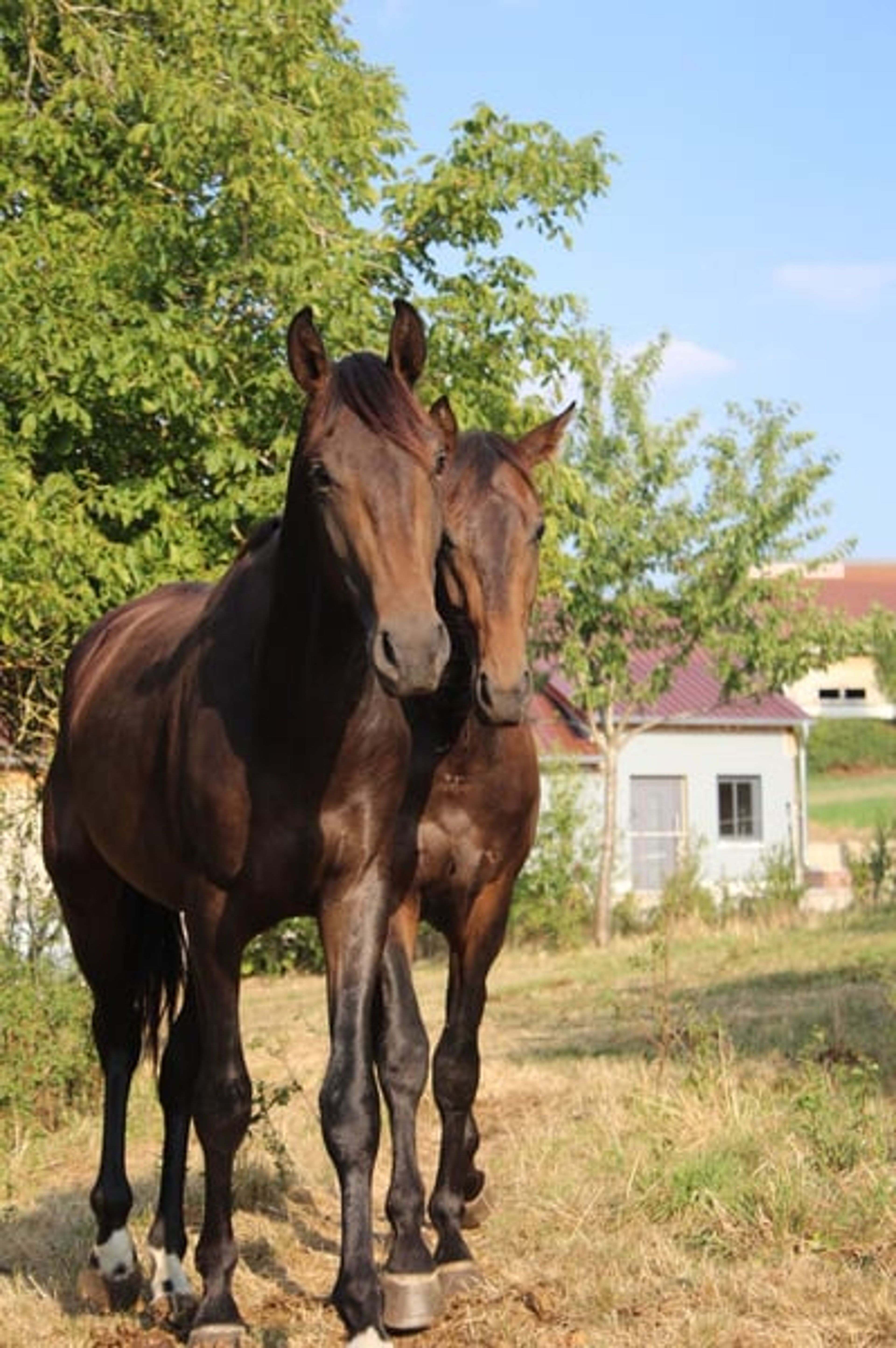 Two-year-old stallion by For Romance - Image 3