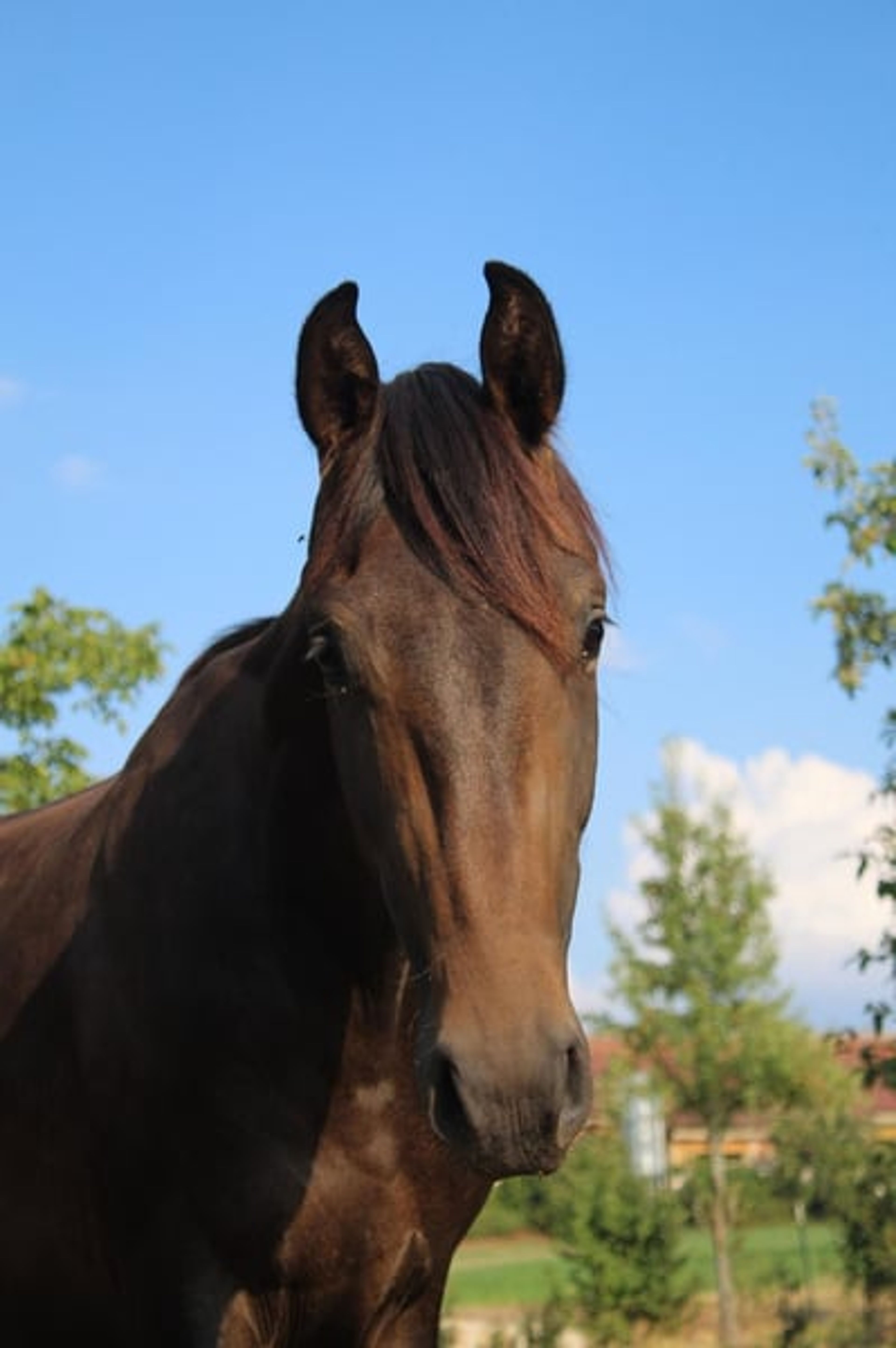 Two-year-old stallion by For Romance - Image 4