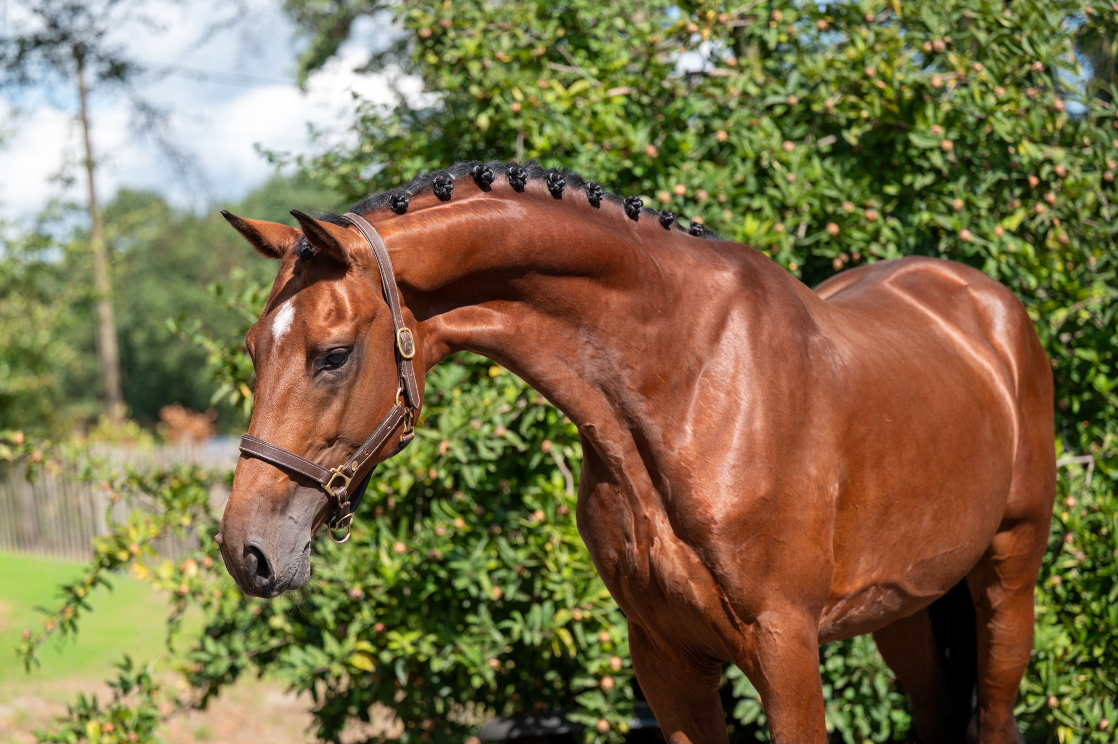 Caman MJ ☆ (CASSALO VD GRASHOEVE x BY CERA D'ICK) - Image 1