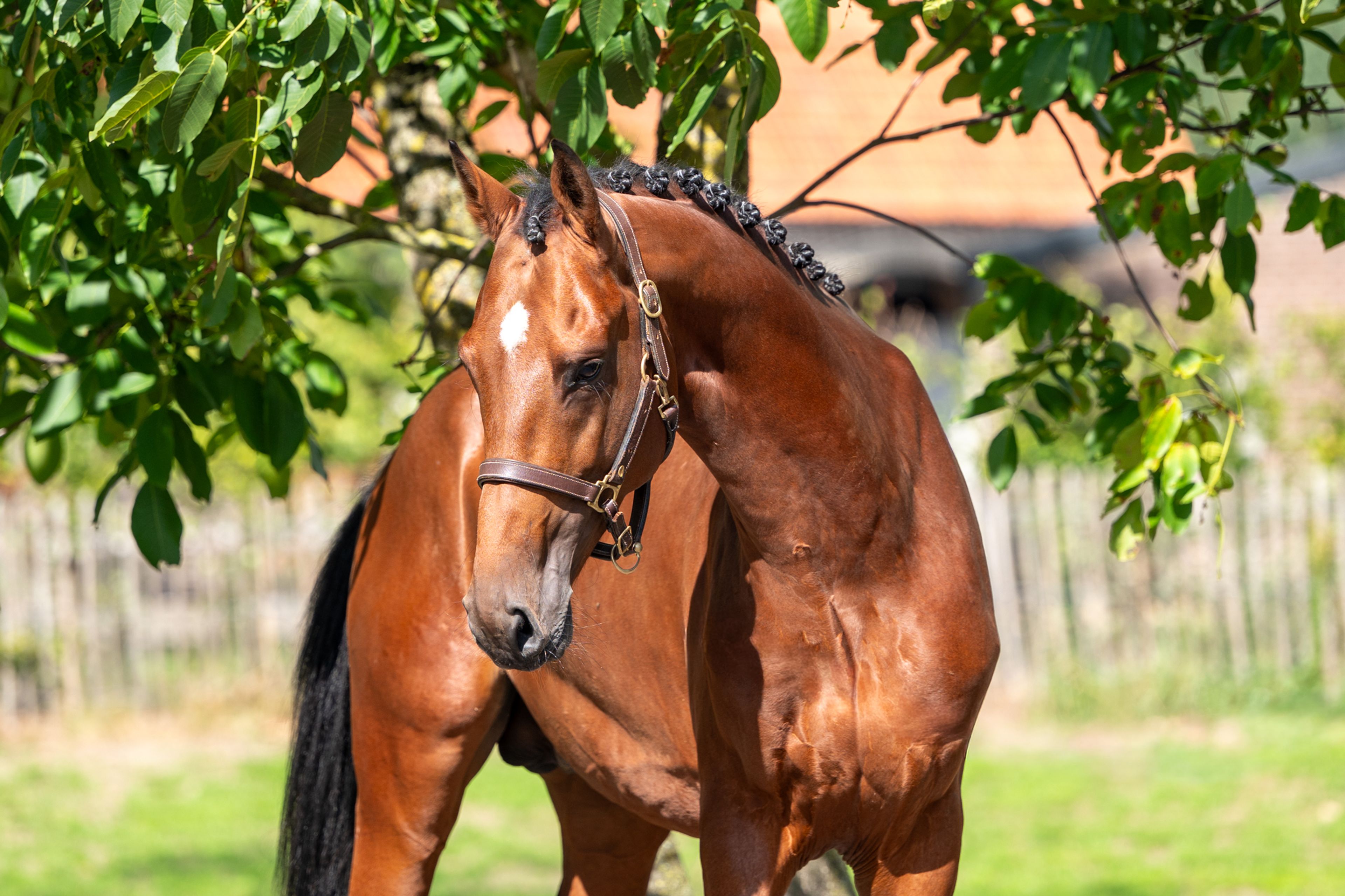 Caman MJ ☆ (CASSALO VD GRASHOEVE x BY CERA D'ICK) - Image 3