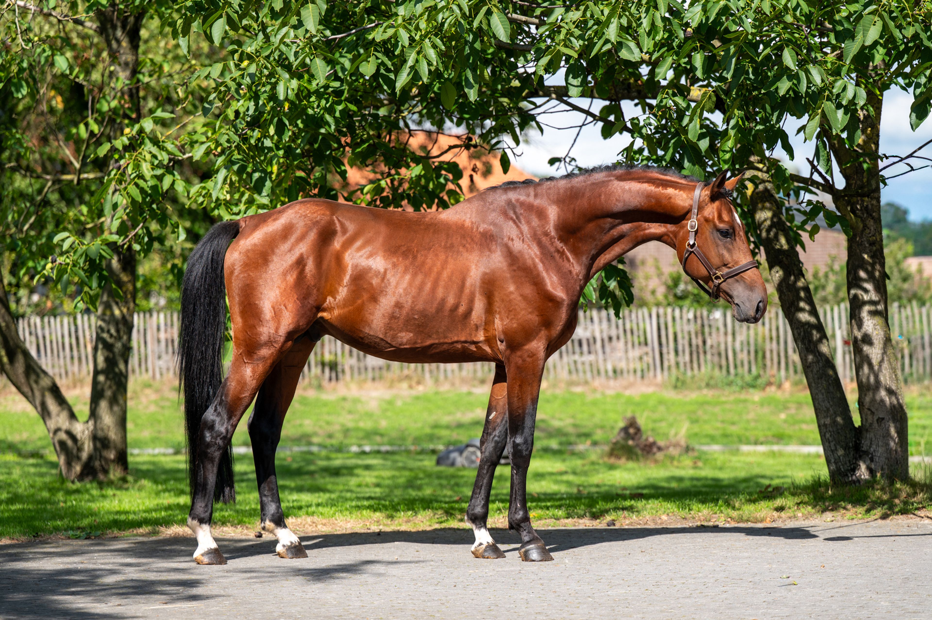 Caman MJ ☆ (CASSALO VD GRASHOEVE x BY CERA D'ICK) - Image 5