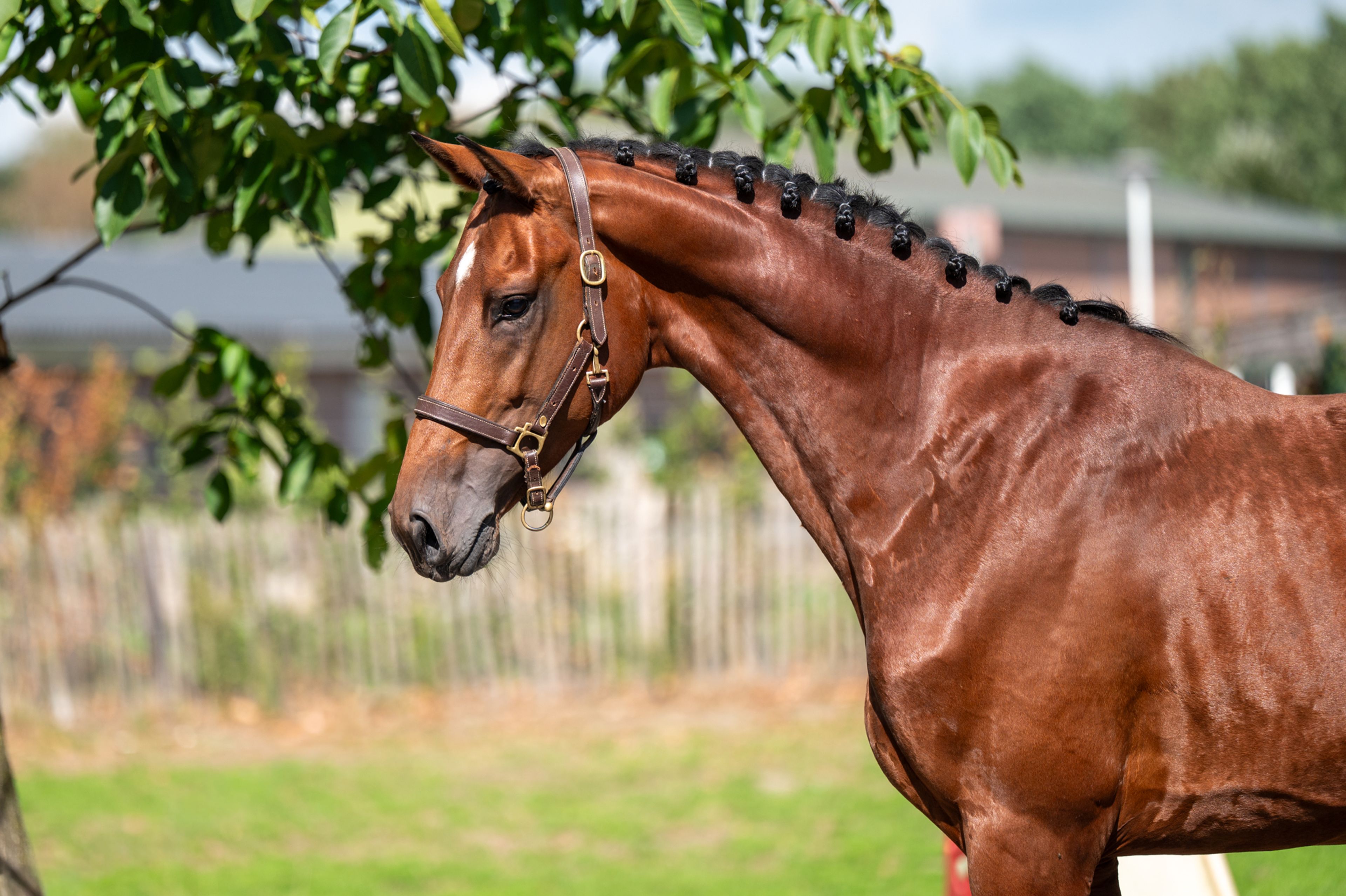 Caman MJ ☆ (CASSALO VD GRASHOEVE x BY CERA D'ICK) - Image 6