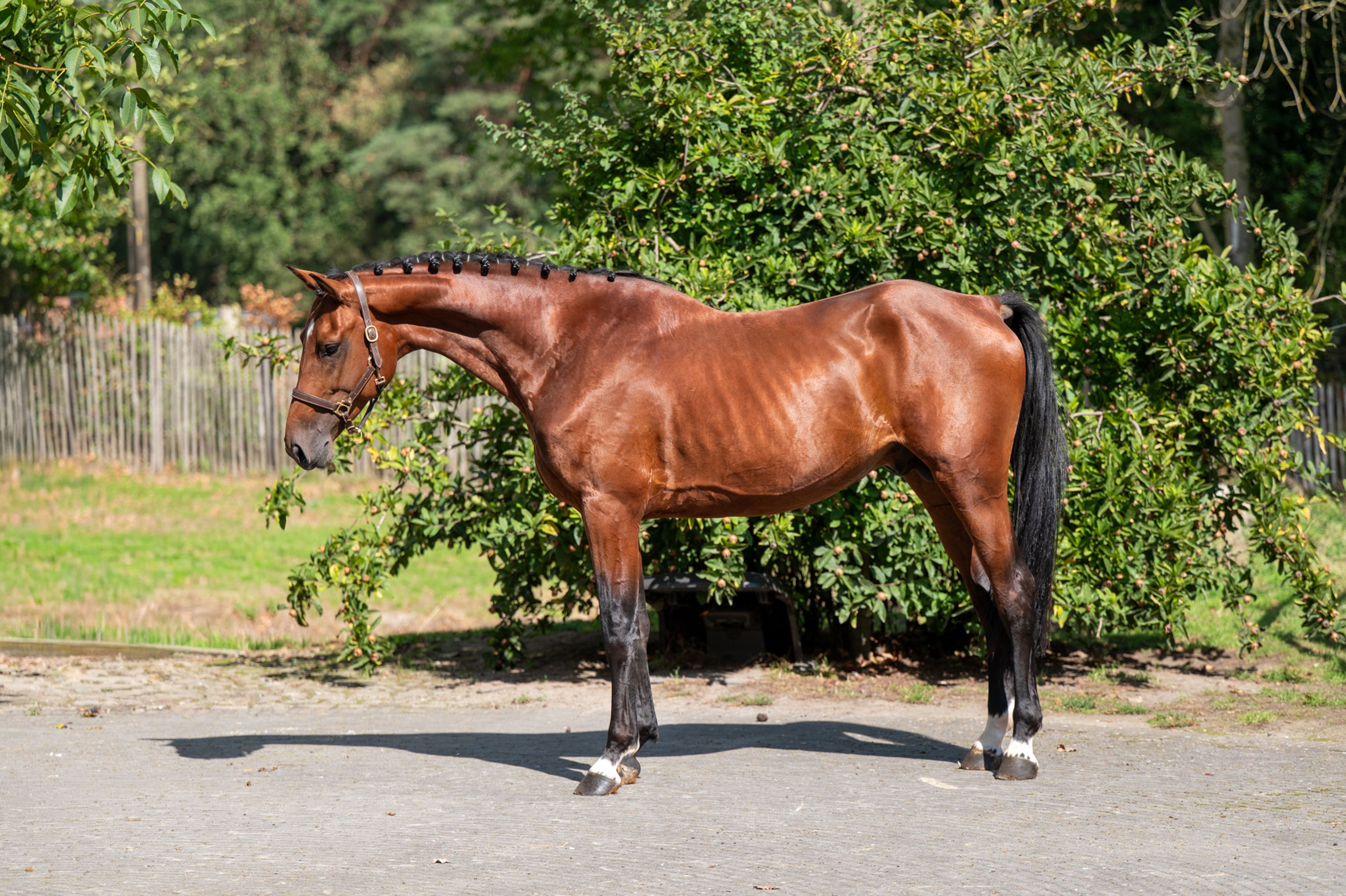 Caman MJ ☆ (CASSALO VD GRASHOEVE x BY CERA D'ICK) - Image 7