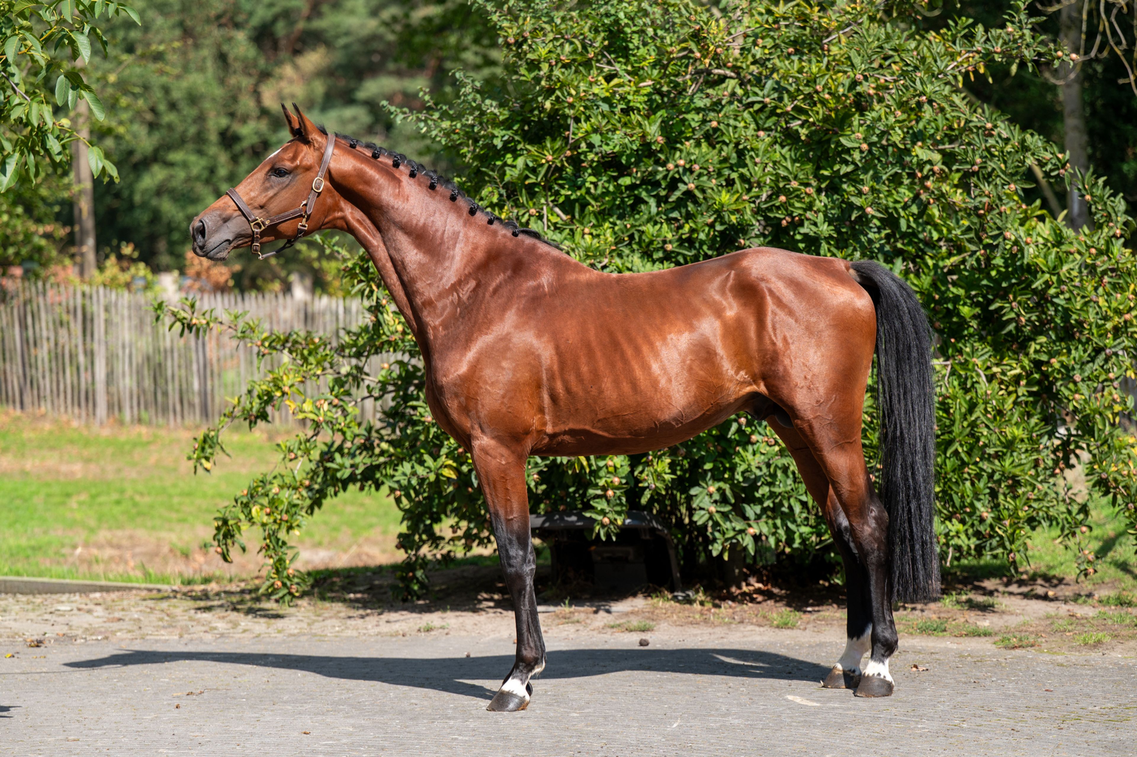 Caman MJ ☆ (CASSALO VD GRASHOEVE x BY CERA D'ICK) - Image 8