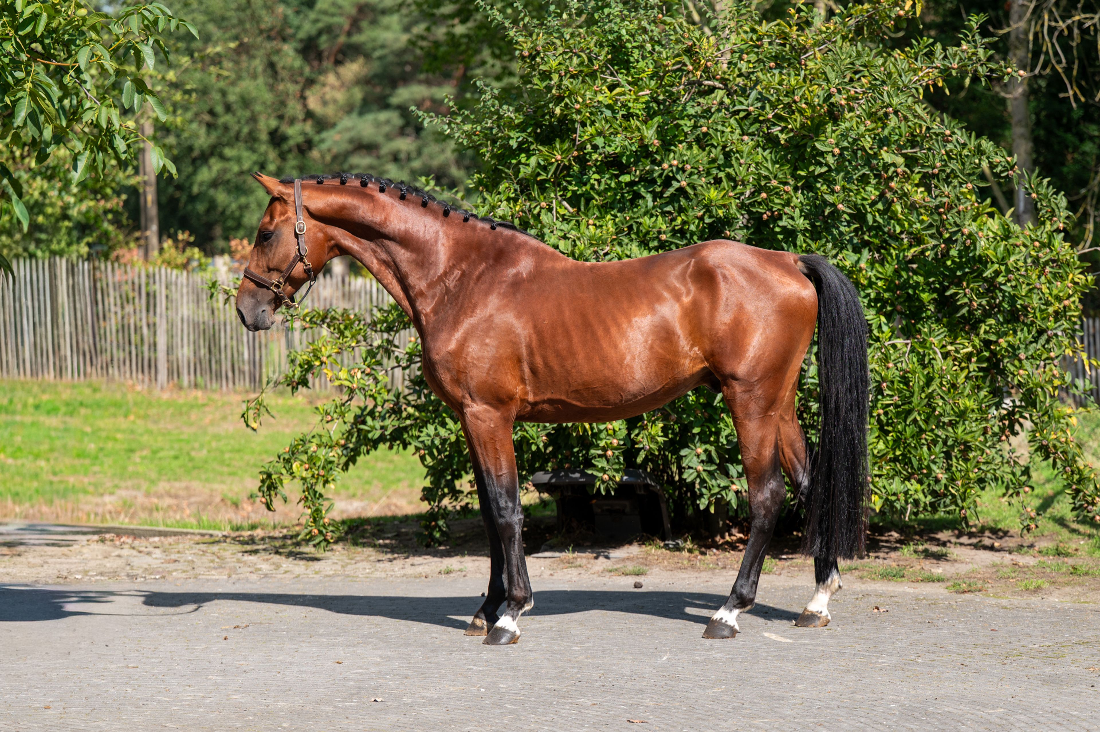 Caman MJ ☆ (CASSALO VD GRASHOEVE x BY CERA D'ICK) - Image 9
